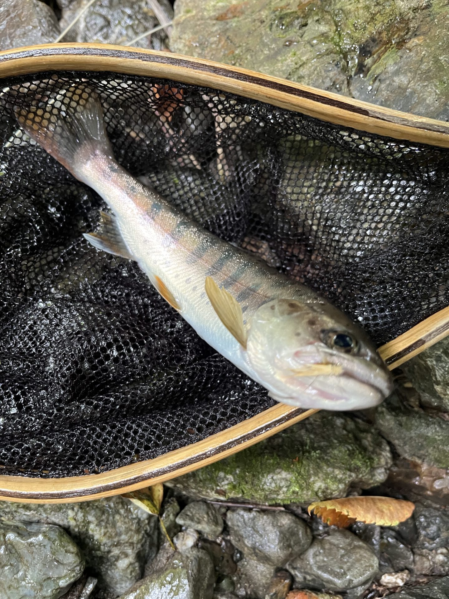 山女魚
中丿沢毛ばり釣り専用区
2025.9.10
10:47