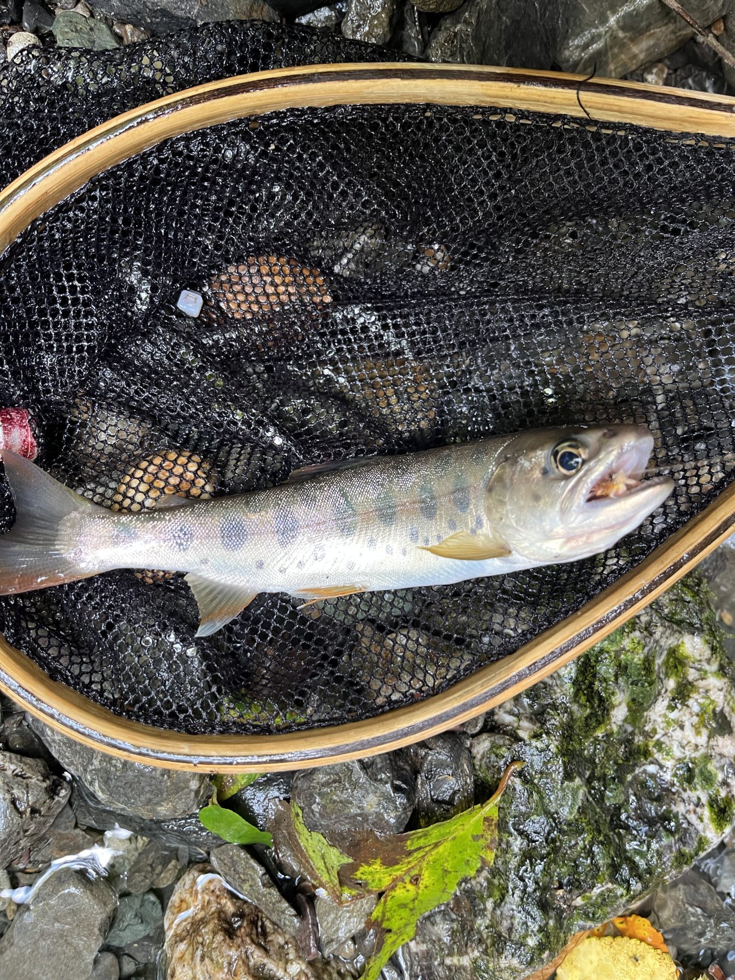 山女魚
中丿沢毛ばり釣り専用区
2025.9.10
10:57