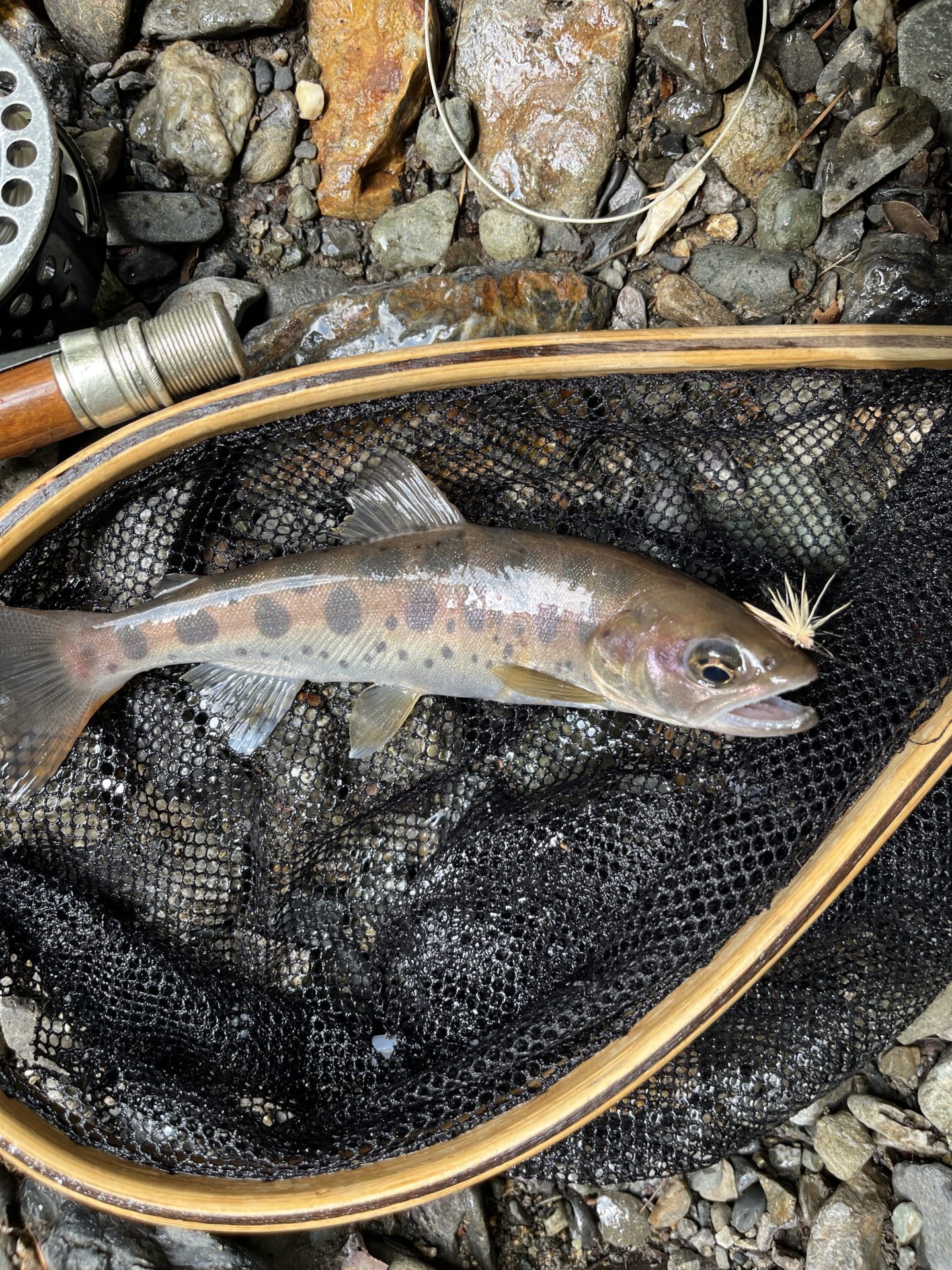 山女魚
中丿沢毛ばり釣り専用区
2025.9.10
11:12