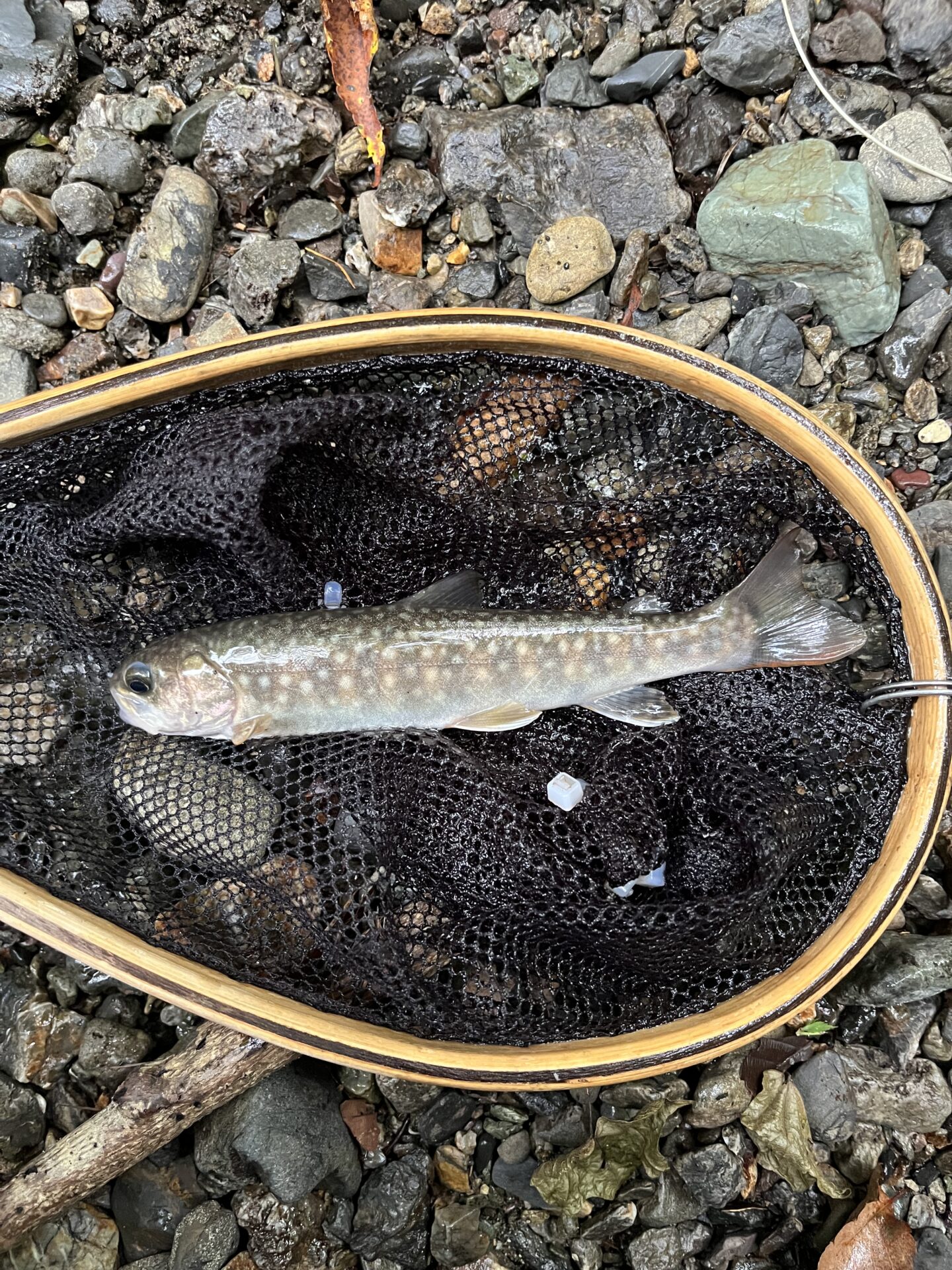 岩魚
中丿沢毛ばり釣り専用区
2025.9.10
12:09