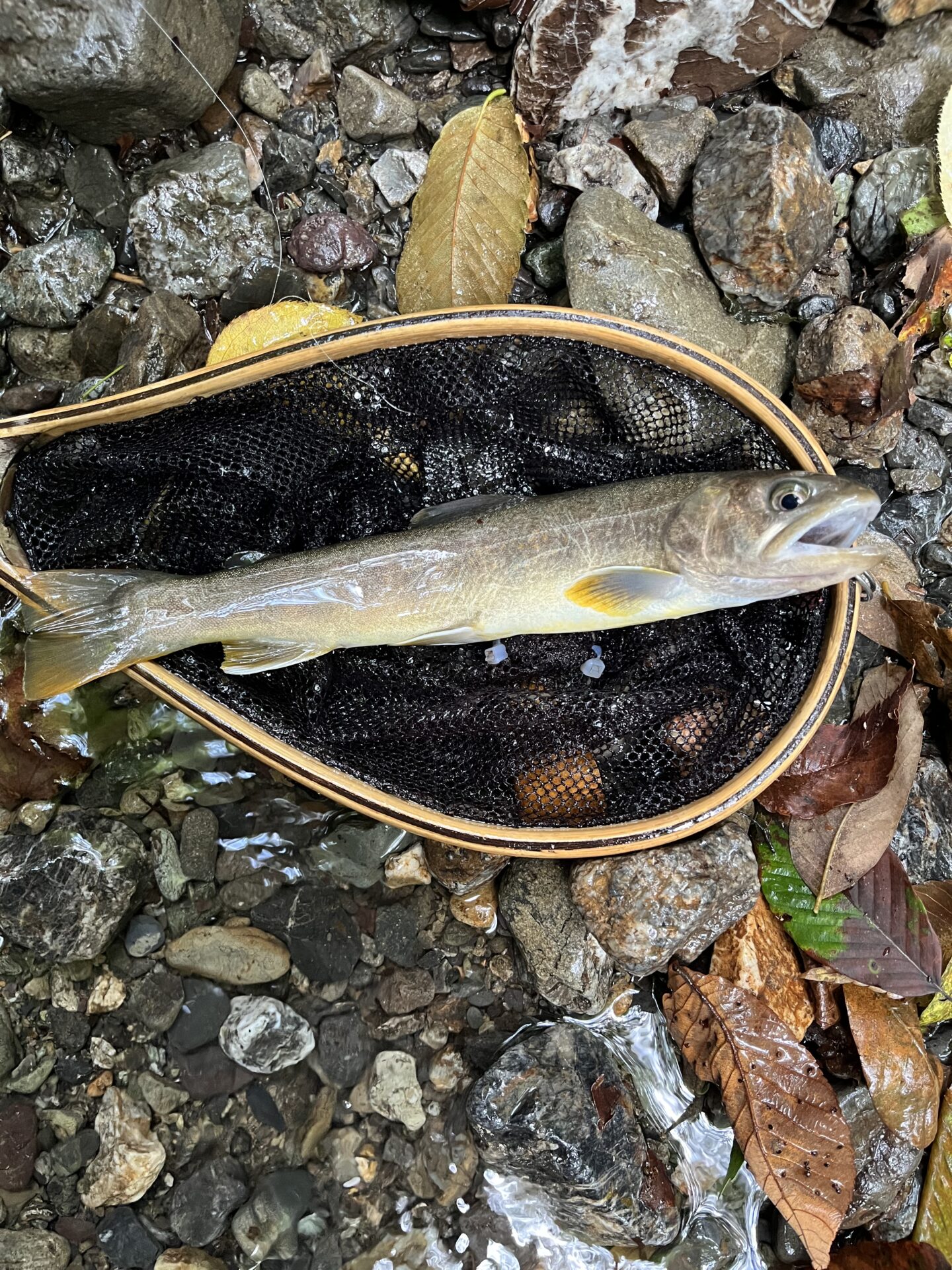 岩魚
中丿沢毛ばり釣り専用区
2025.9.10
12:15