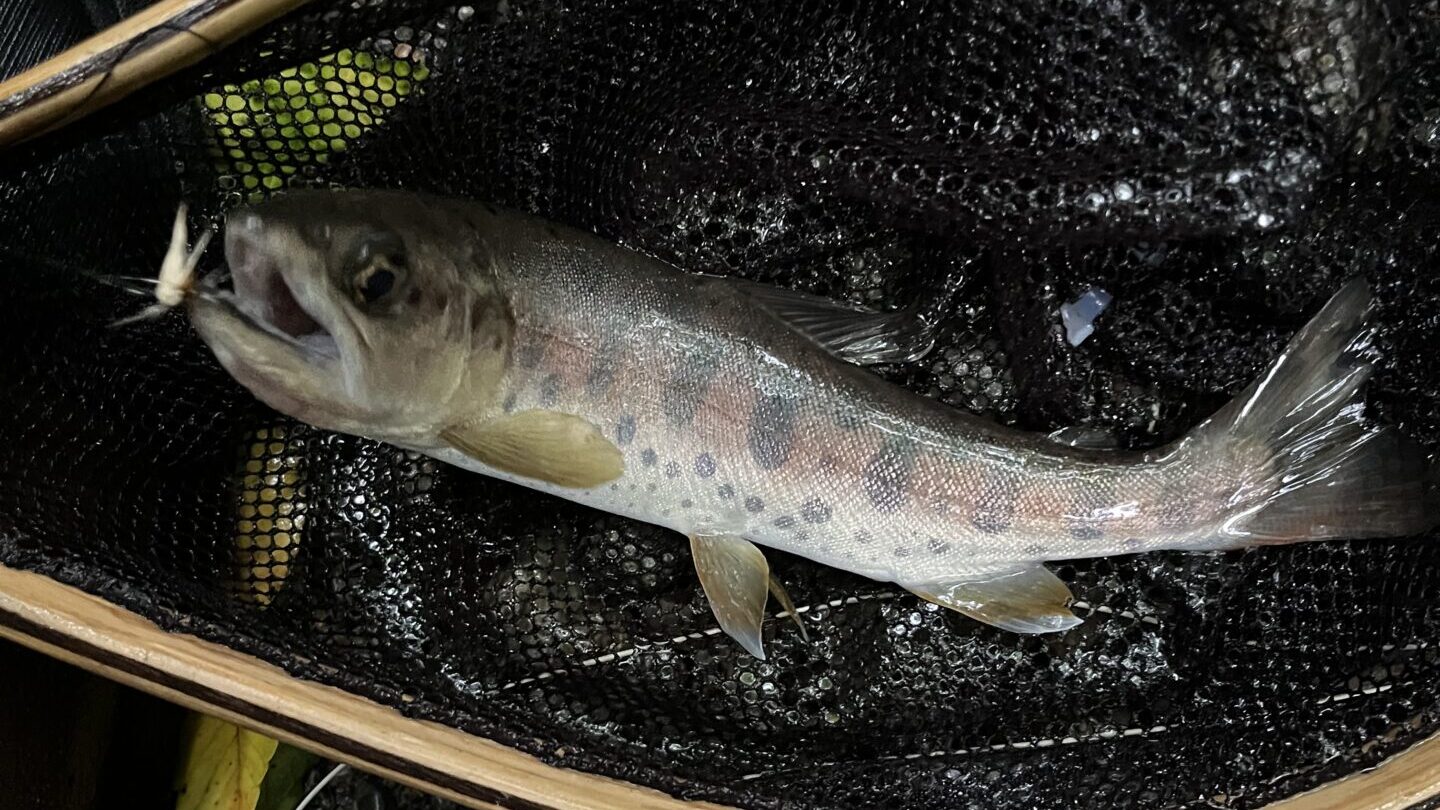 【釣果15匹山女魚8岩魚7】中丿沢毛ばり釣り専用区2025.9.10