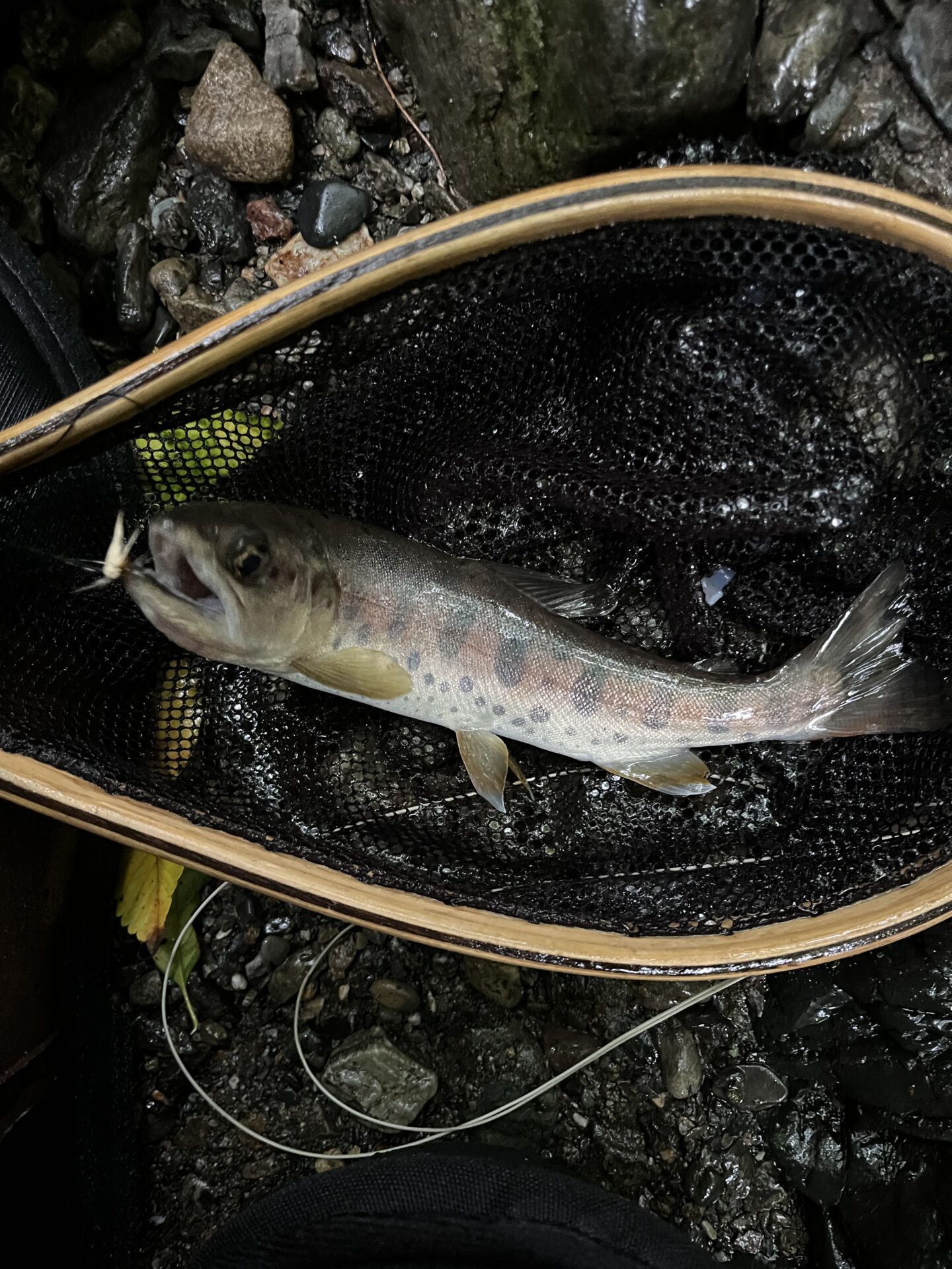 山女魚
中丿沢毛ばり釣り専用区
2025.9.10
12:24