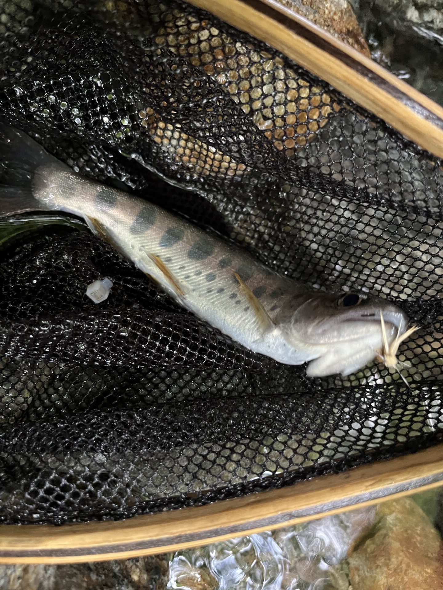 山女魚
中丿沢毛ばり釣り専用区
2025.9.10
12:48