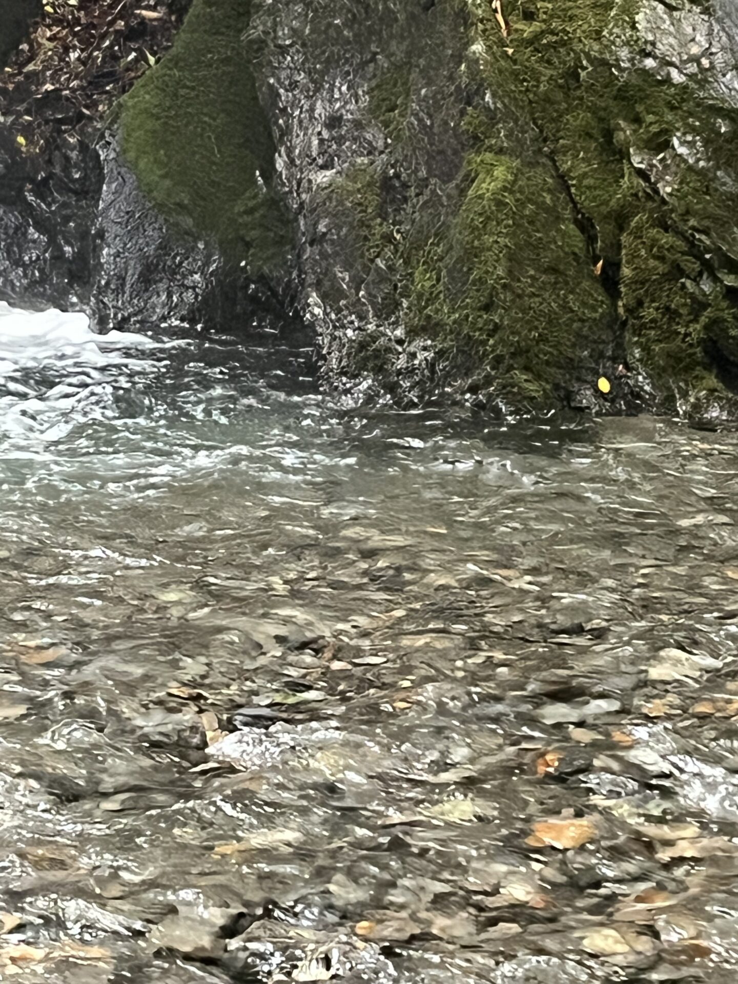 ポイント
山女魚
中丿沢毛ばり釣り専用区
2025.9.10
12:48