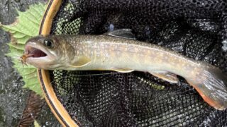 【釣果15匹山女魚8岩魚7】中丿沢毛ばり釣り専用区2025.9.10 