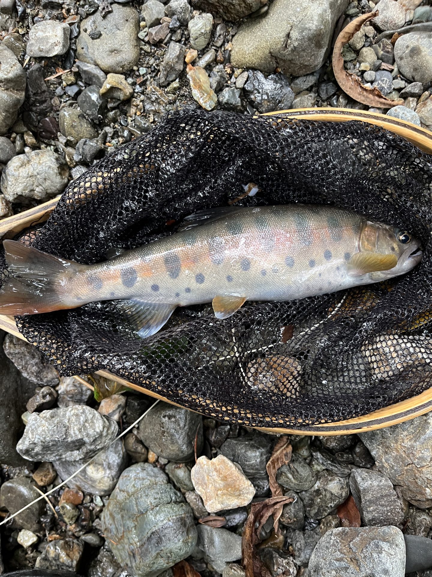 山女魚
中丿沢毛ばり釣り専用区
2025.9.10
16:01