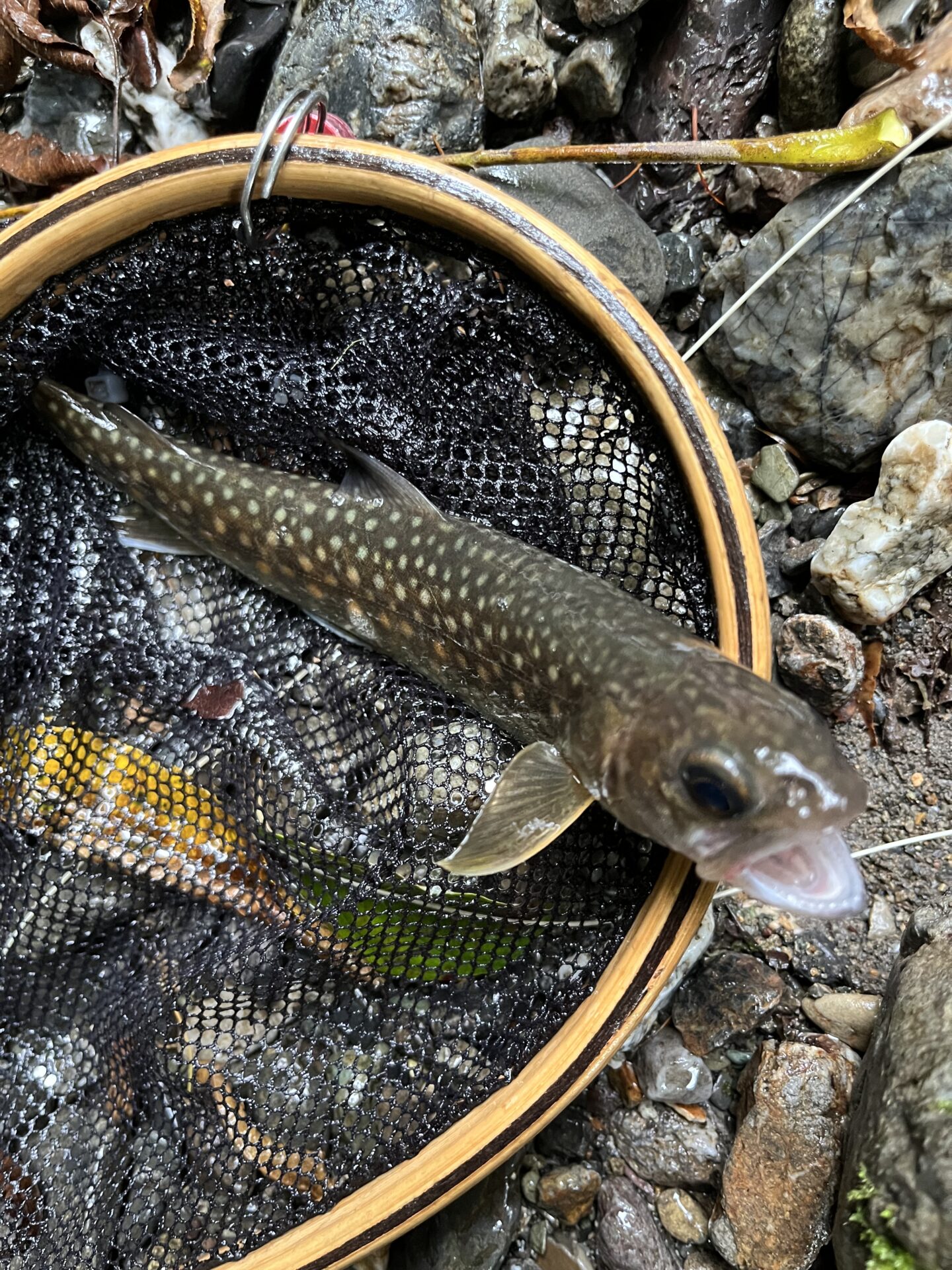 岩魚
中丿沢毛ばり釣り専用区
2025.9.10
16:06