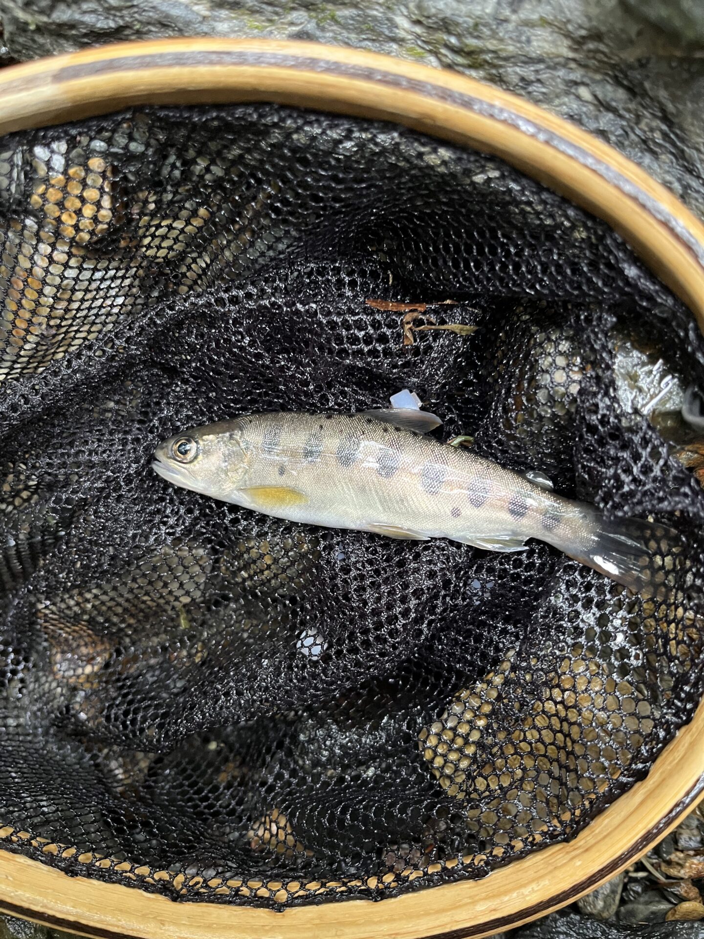 ヤマメ
山女魚
yamame 
シャロムの森
10:43