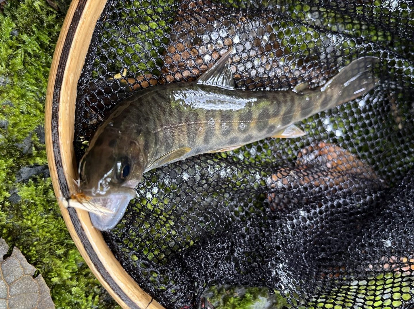 【釣果9匹山女魚5岩魚3カワサバ1】シャロムの森2025.9.11