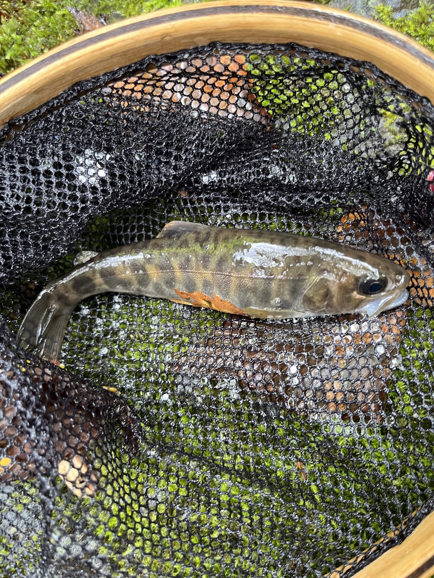 カワサバ
シャロムの森
11:42
