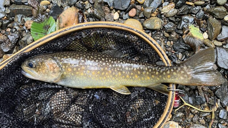 【釣果9匹山女魚5岩魚3カワサバ1】シャロムの森2025.9.11 