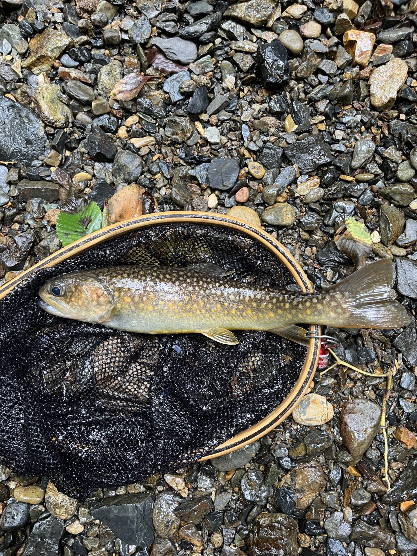 イワナ
岩魚
iwana
シャロムの森
12:10
