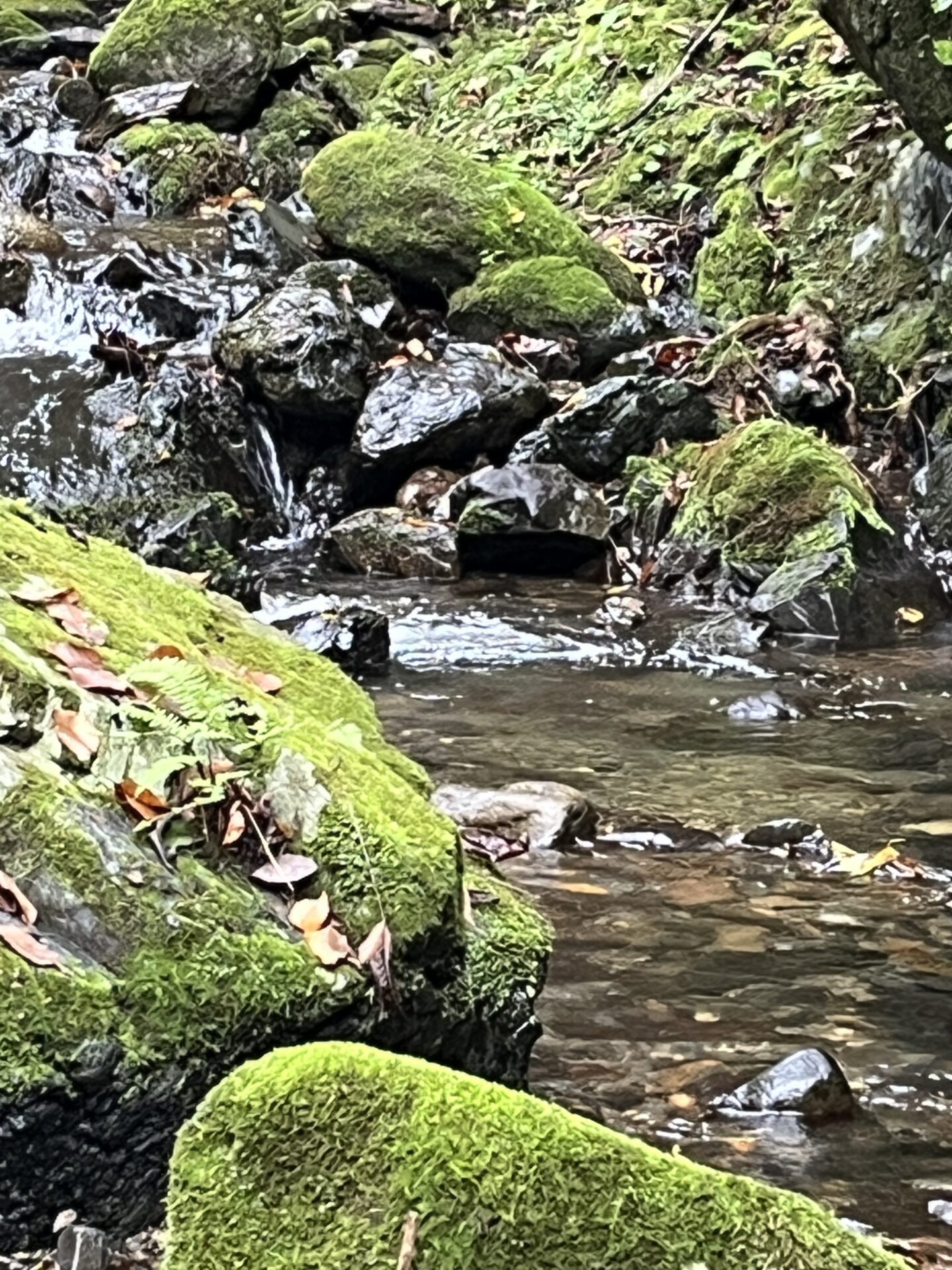 ポイント
ヤマメ
山女魚
yamame 
シャロムの森
12:25
