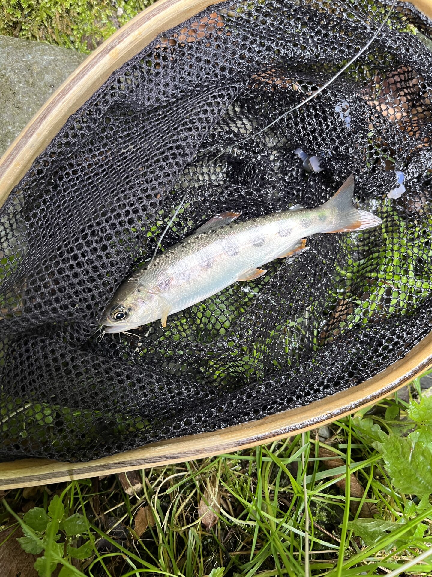 山女魚
yamame
赤久縄
2025.9.24
9:31
