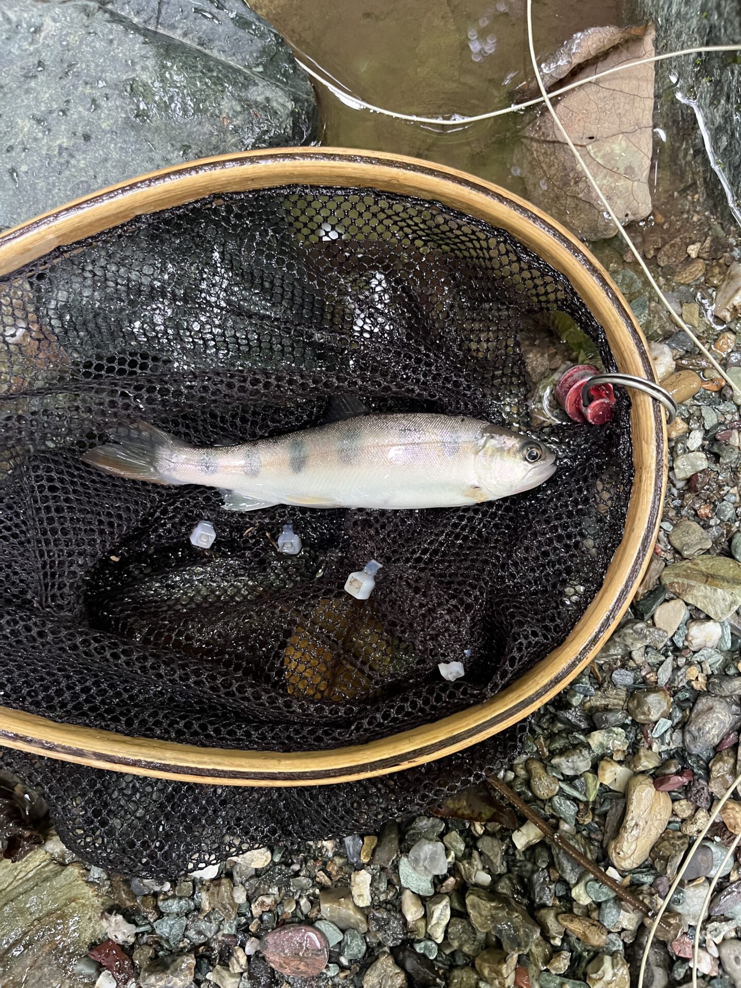 山女魚
yamame
赤久縄
2025.9.24
9:41