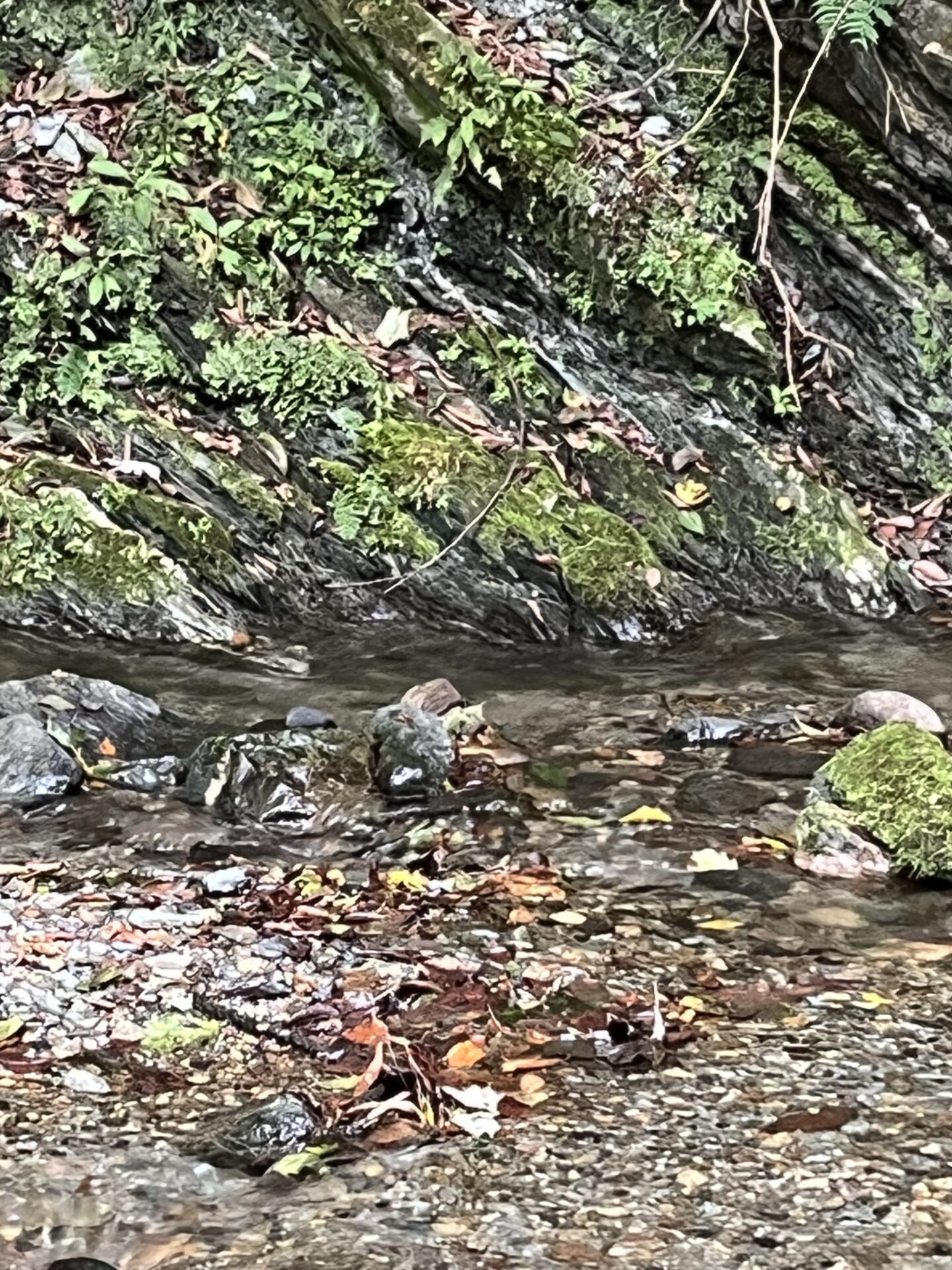 ポイント
山女魚
yamame
赤久縄
2025.9.24
9:41