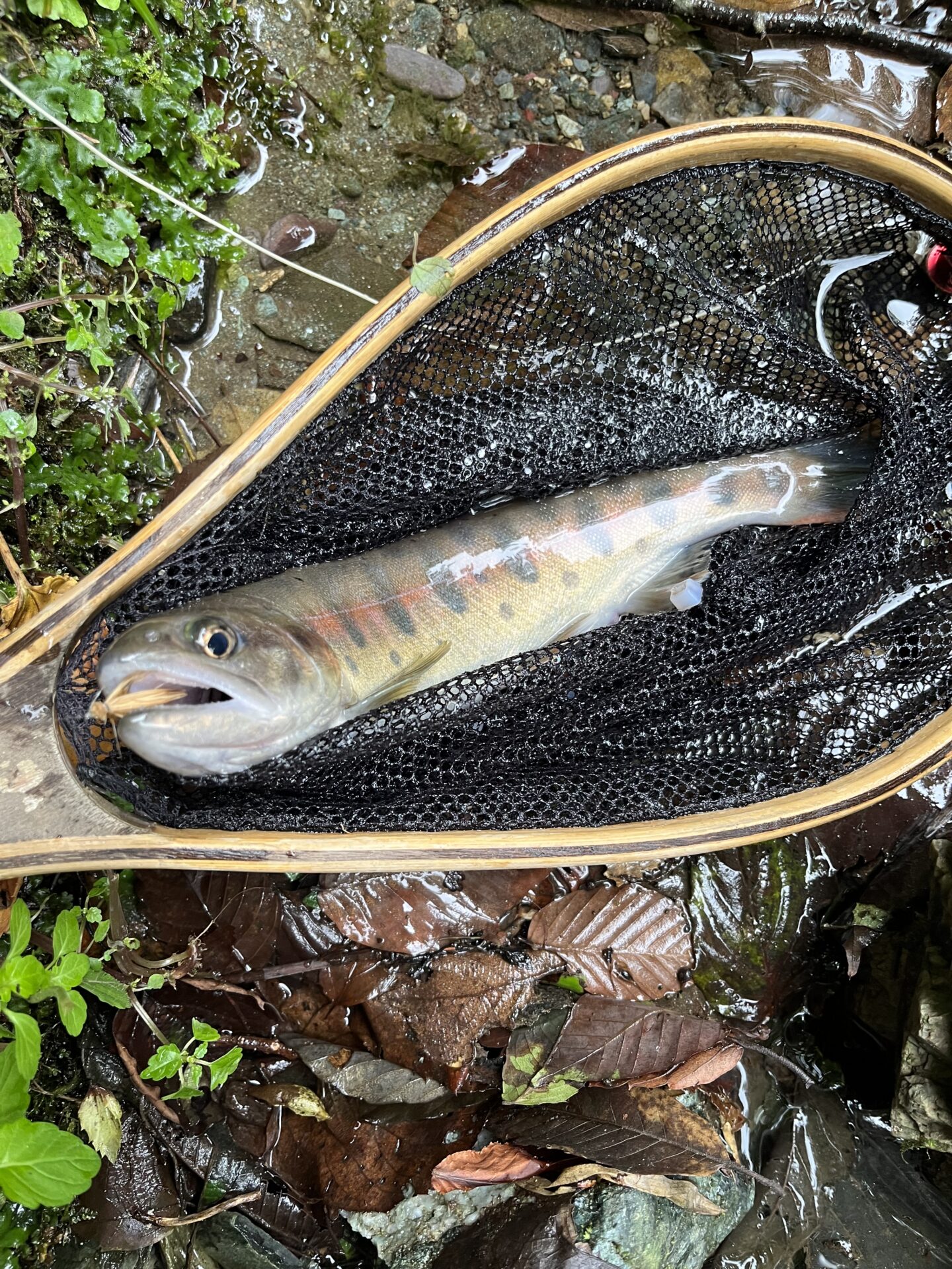 山女魚
yamame
赤久縄
2025.9.24
9:47
