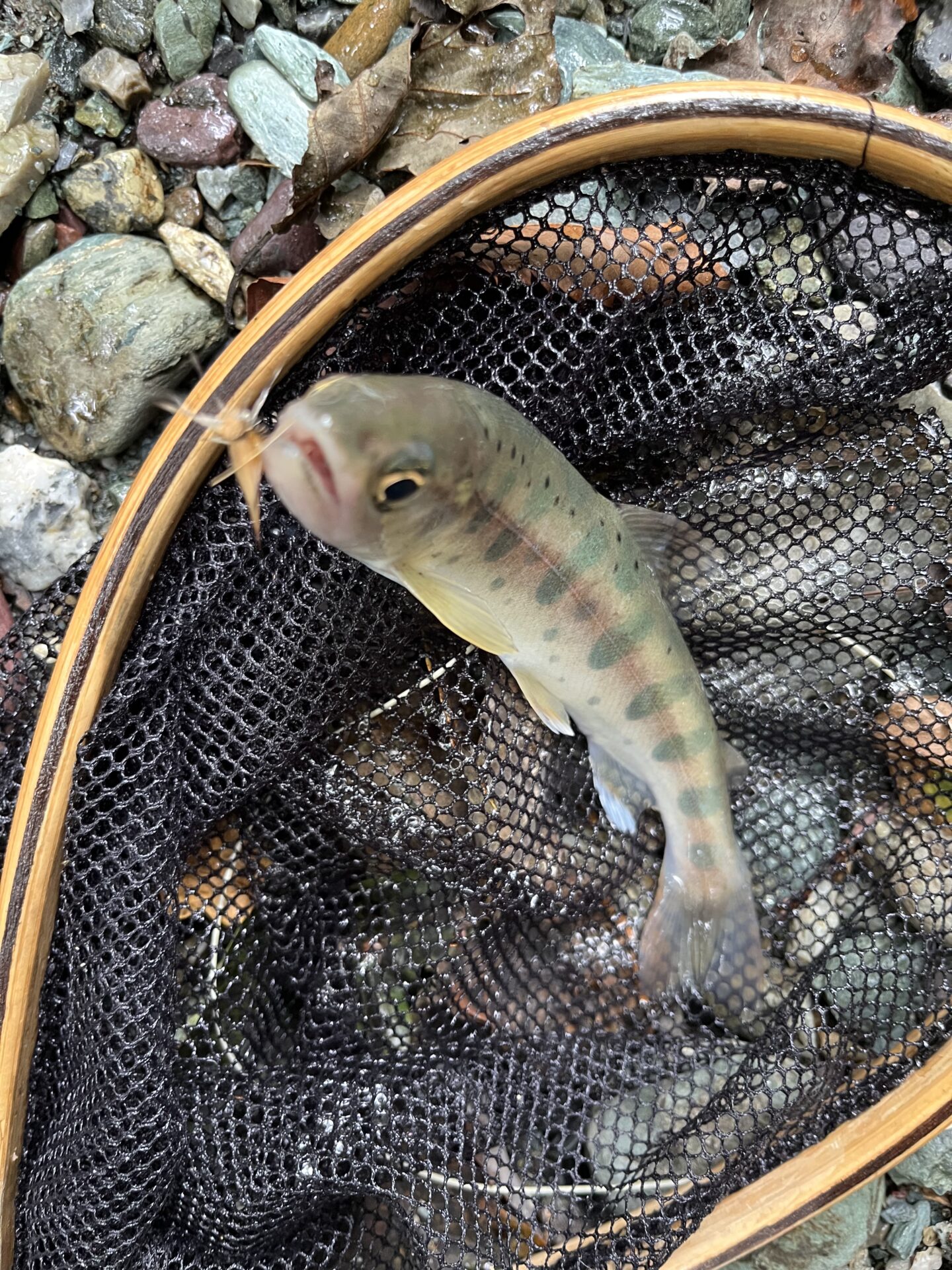 山女魚
yamame
赤久縄
2025.9.24
10:39
