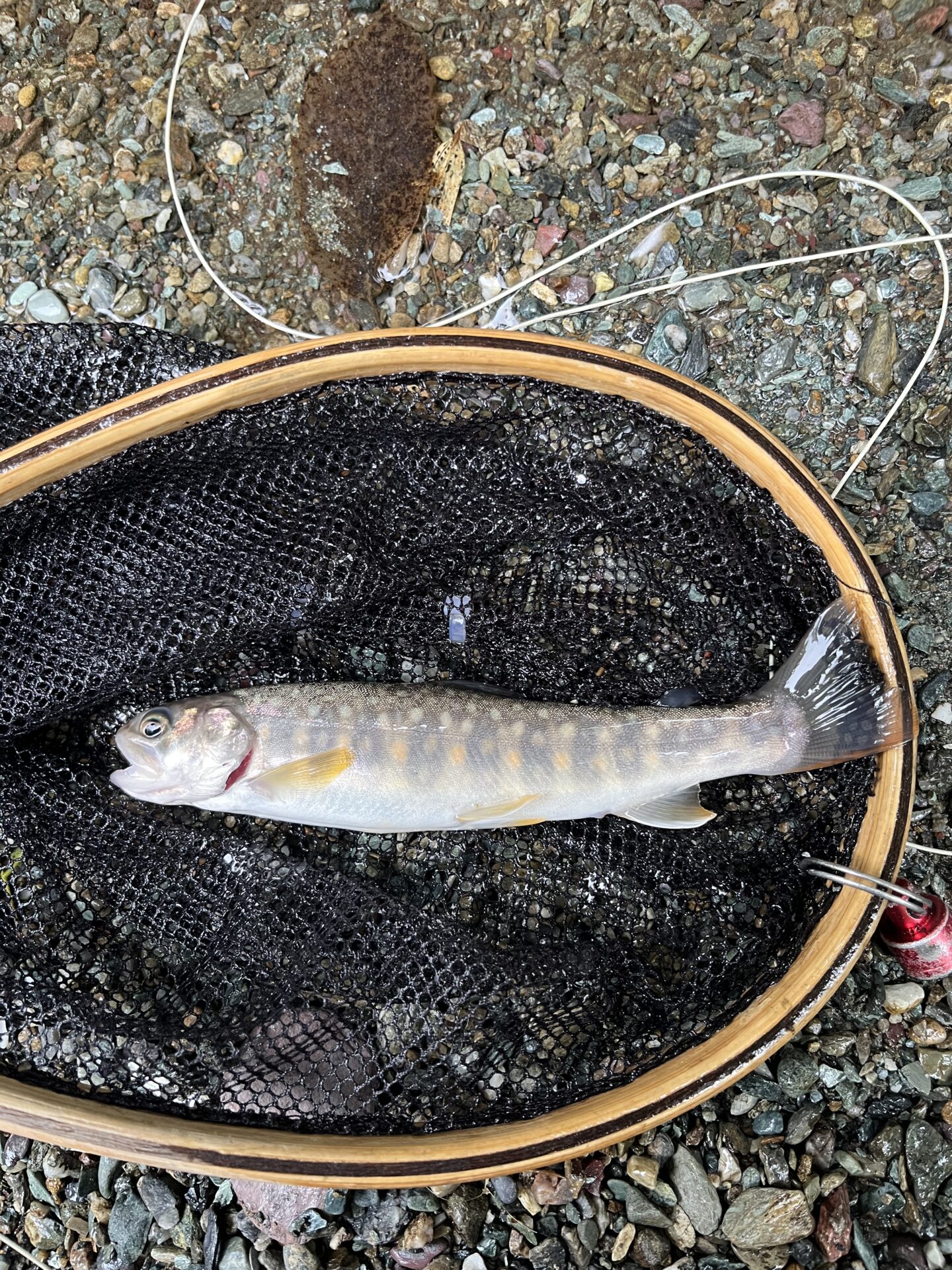 岩魚
iwana
赤久縄
2025.9.24
10:56

