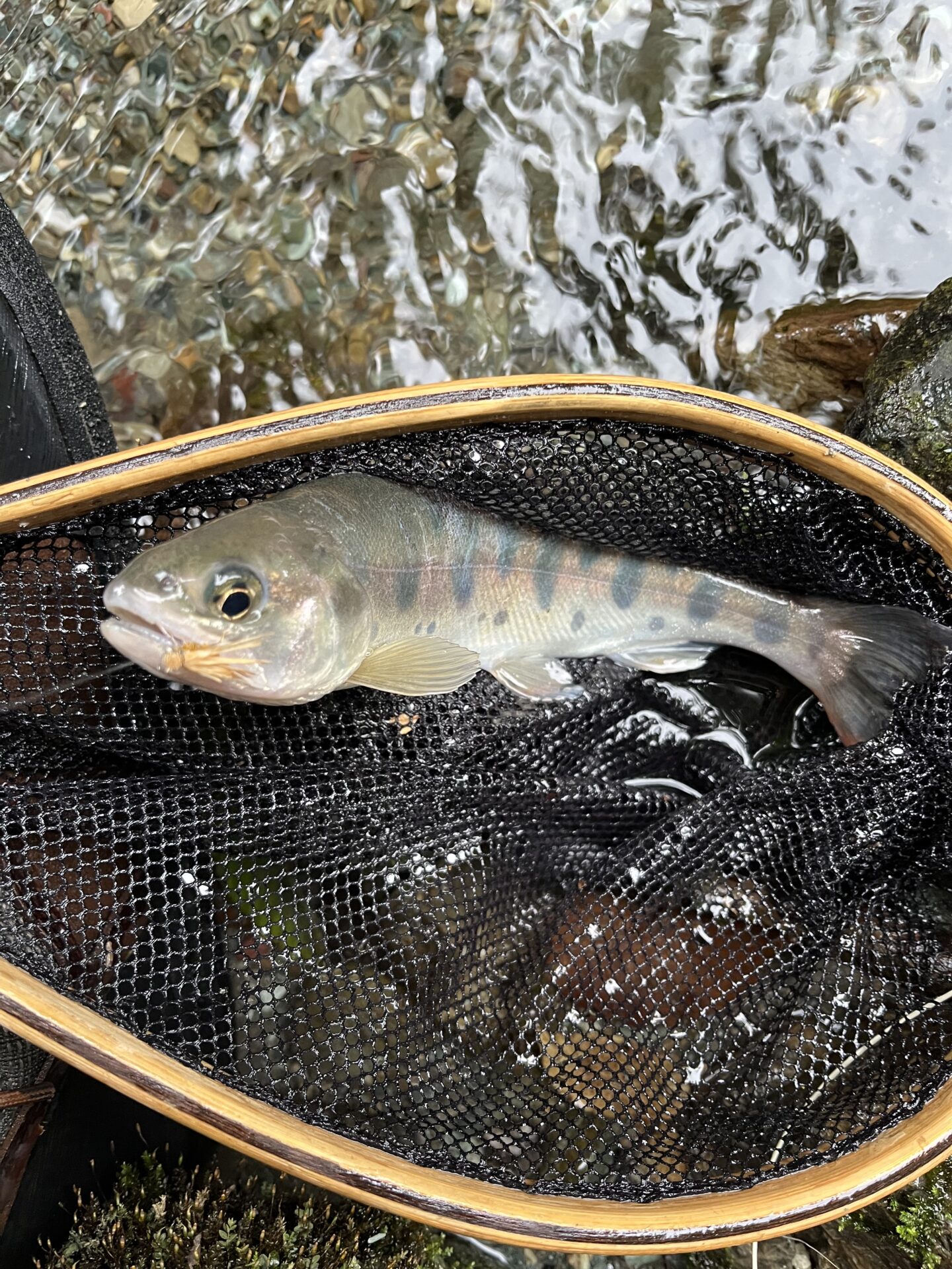 山女魚
yamame
赤久縄
2025.9.24
11:20
