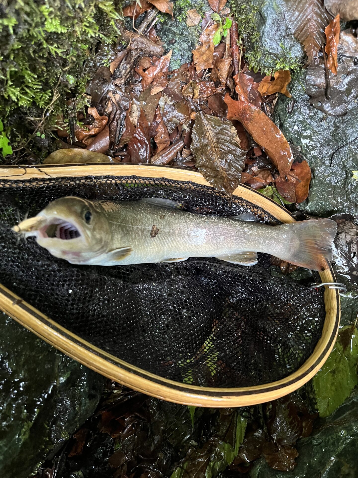 岩魚
iwana
赤久縄
2025.9.24
11:42
