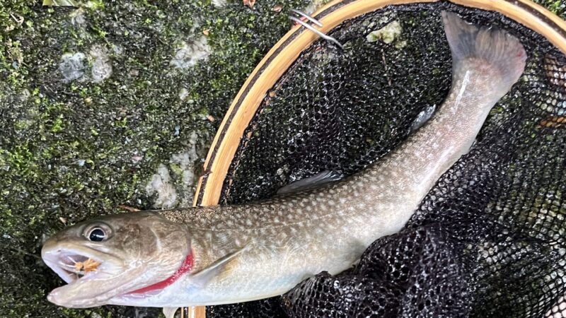 【釣果27匹山女魚12岩魚15】赤久縄2025.9.24 