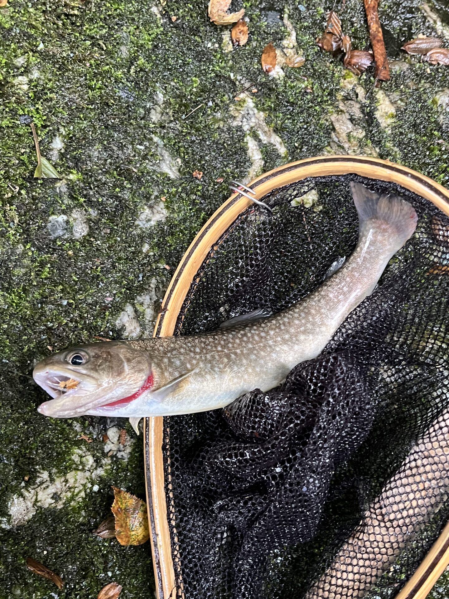 岩魚
iwana
赤久縄
2025.9.24
12:12
