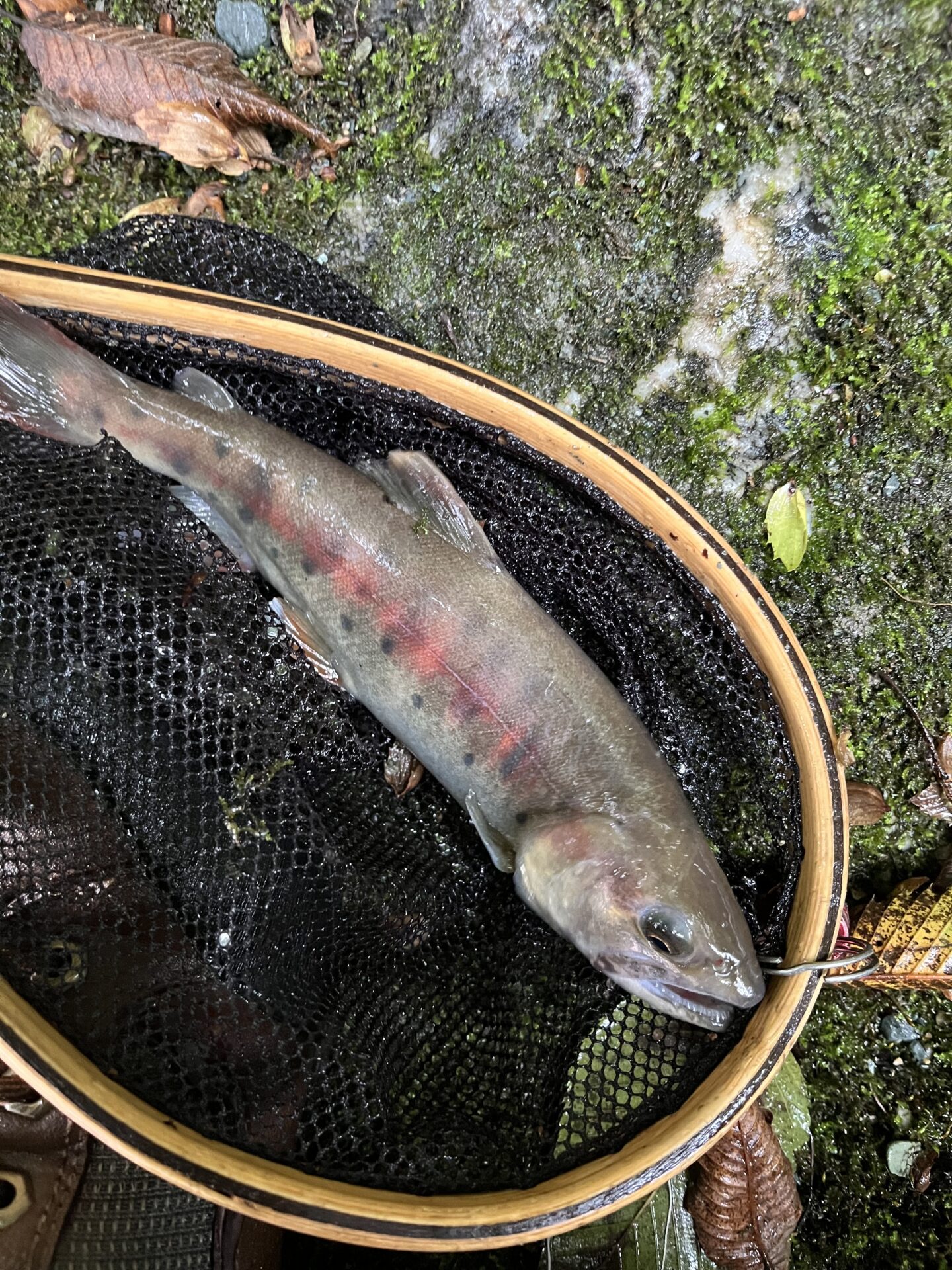 山女魚
yamame
赤久縄
2025.9.24
12:47
