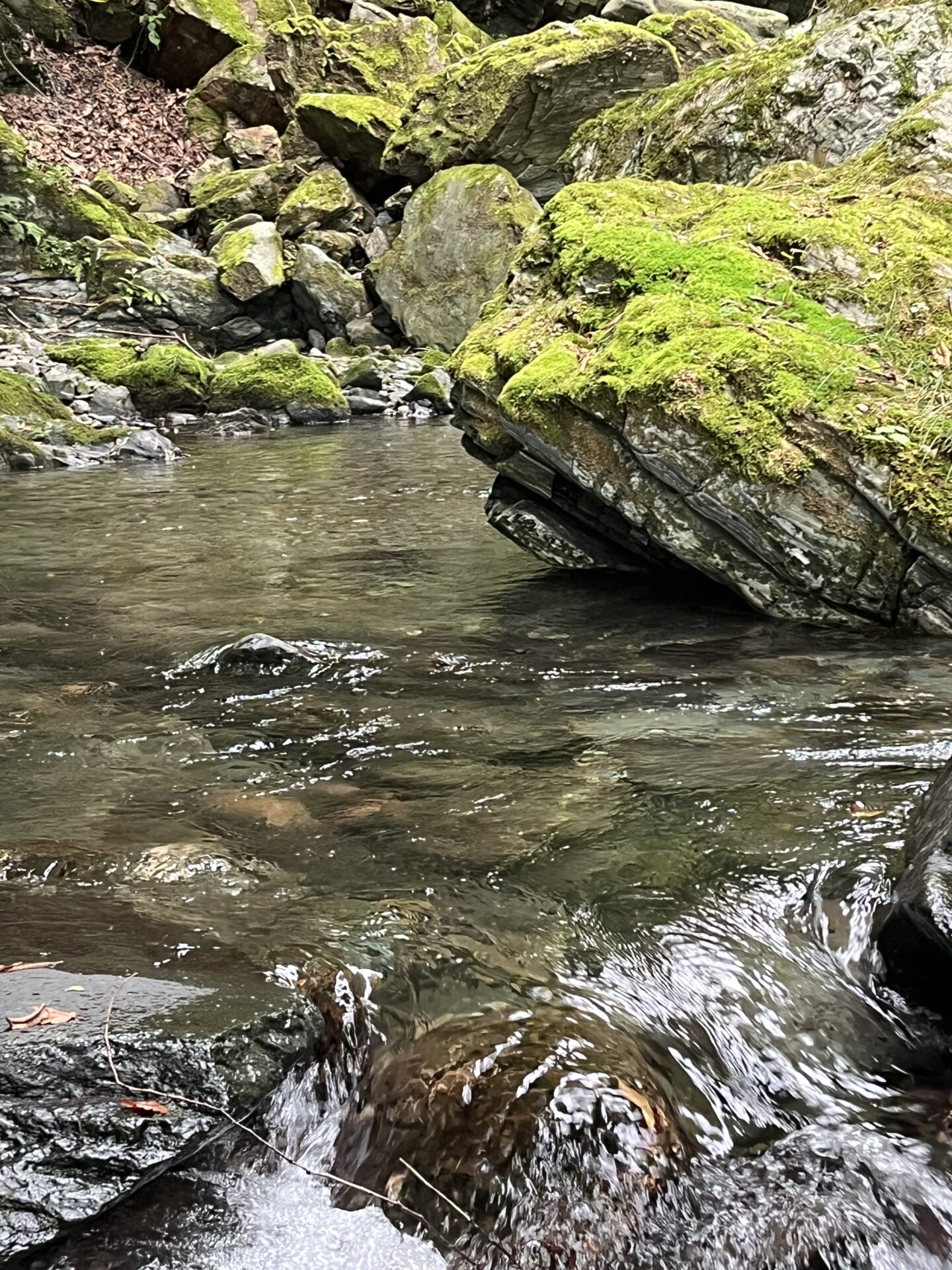 ポイント
山女魚
yamame
赤久縄
2025.9.24
12:47
