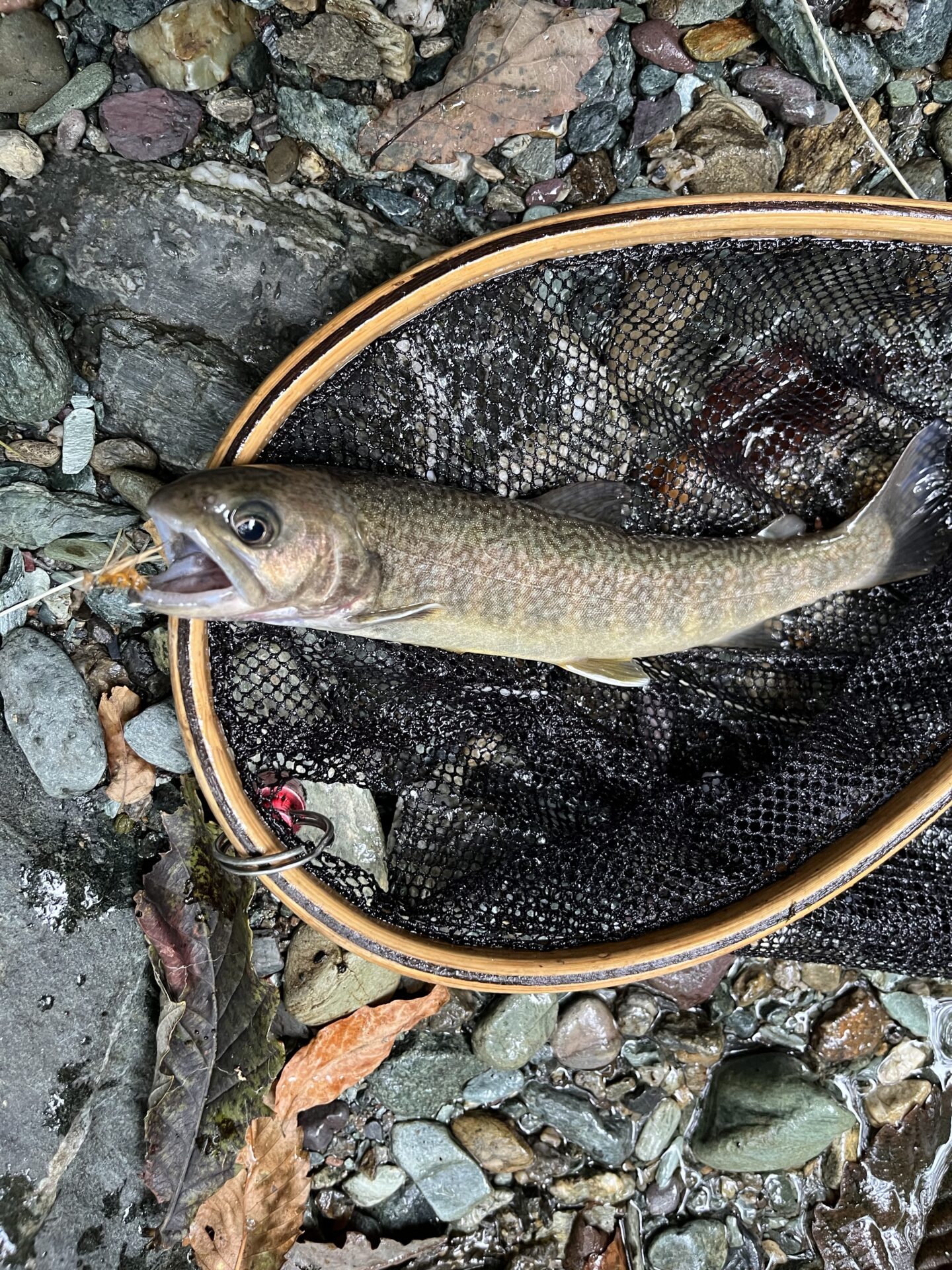 岩魚
iwana
赤久縄
2025.9.24
12:41
