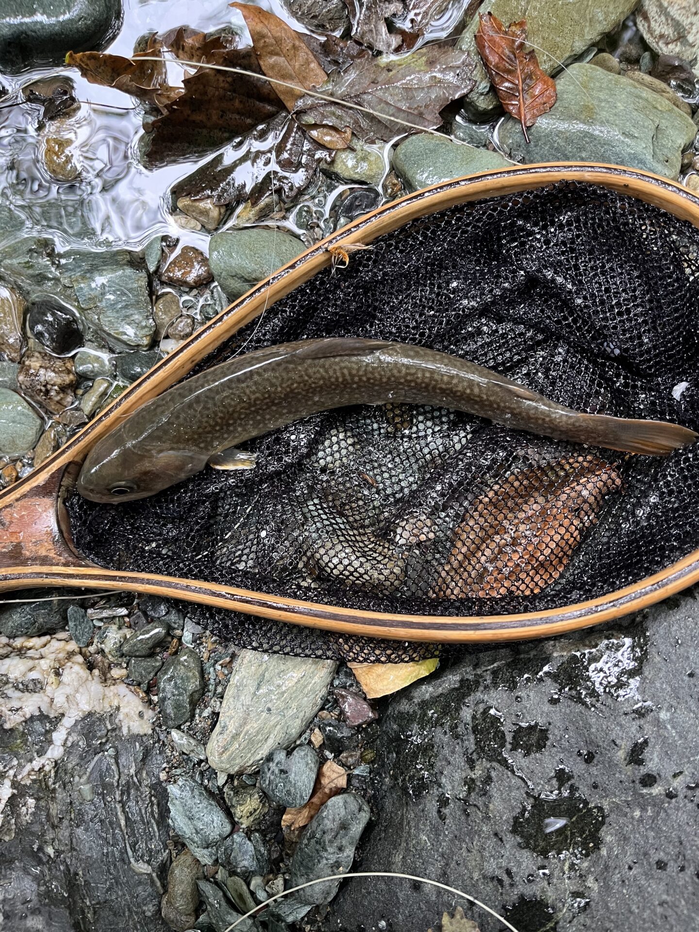 岩魚
iwana
赤久縄
2025.9.24
12:45
