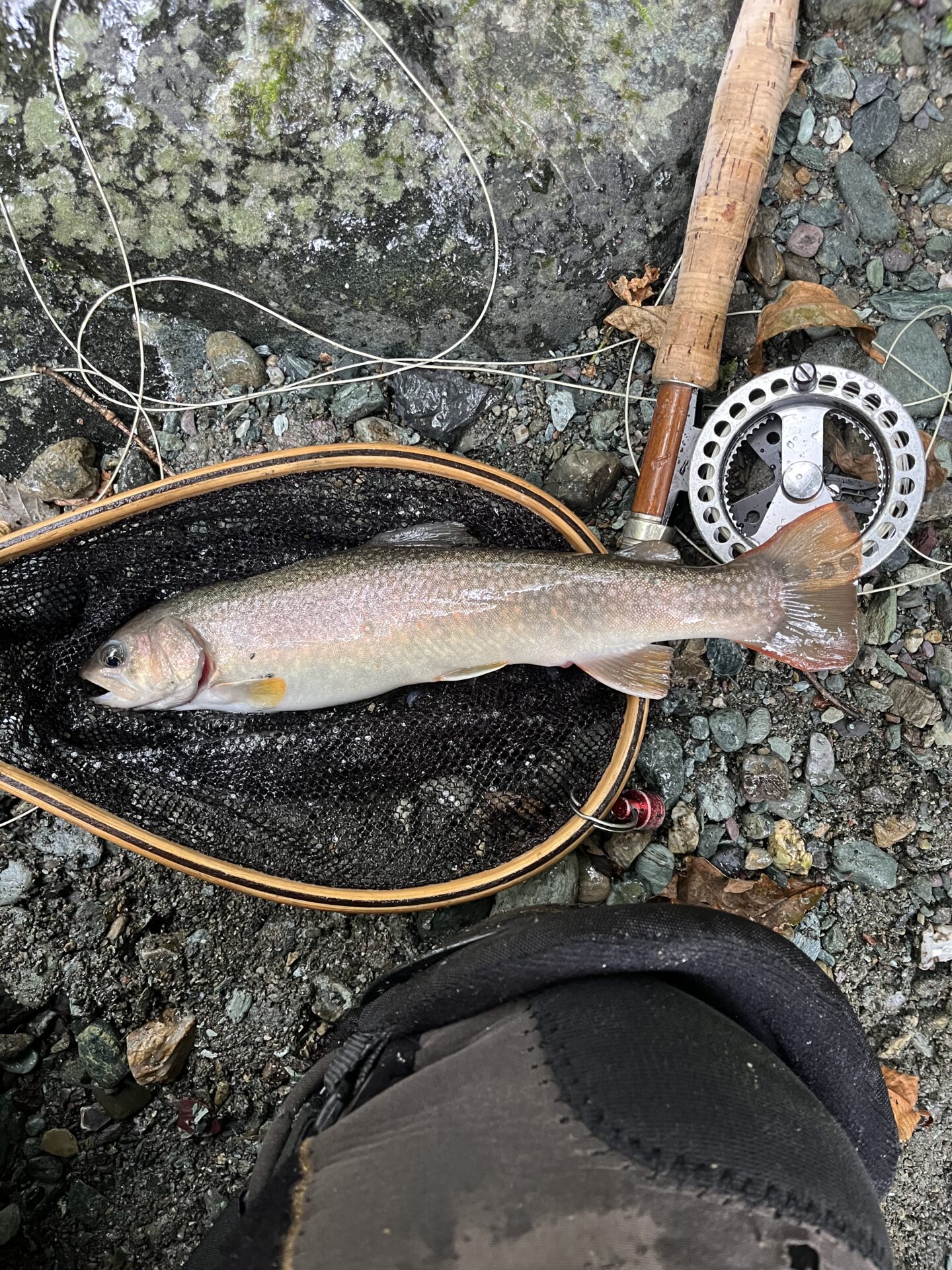 岩魚
iwana
赤久縄
2025.9.24
12:49
