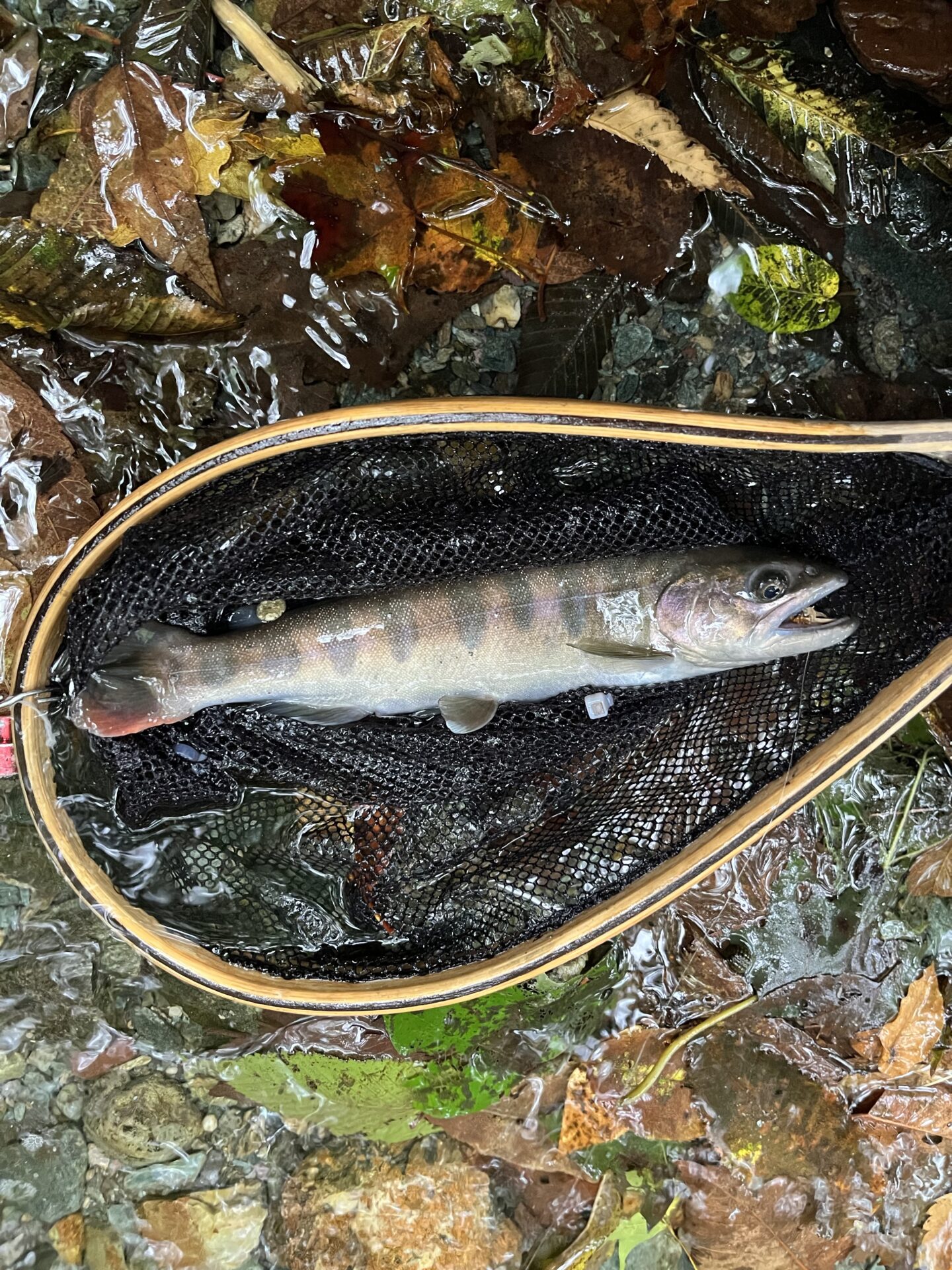 山女魚
yamame
赤久縄
2025.9.,24
13:33
