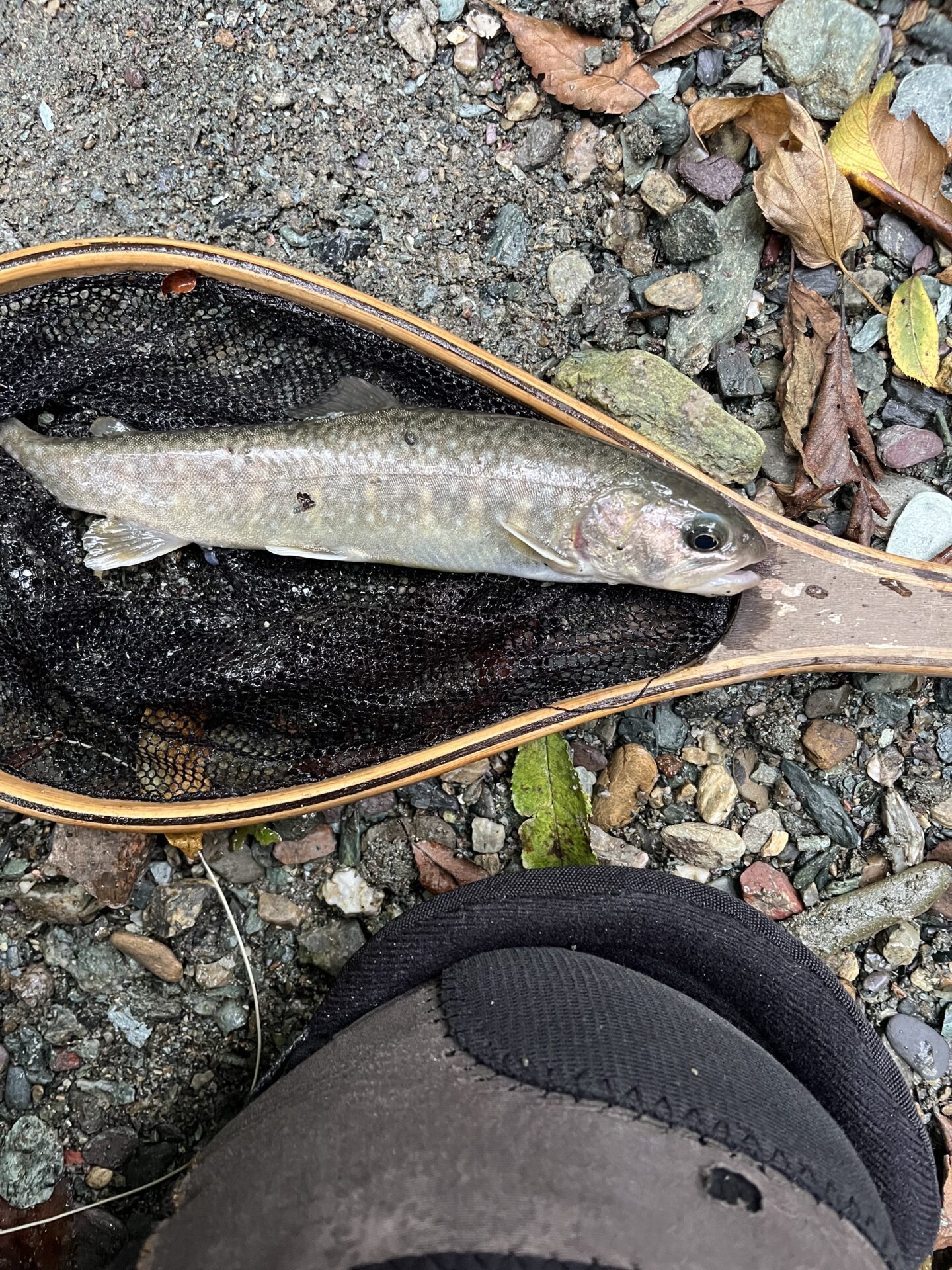 岩魚
iwana
赤久縄
2025.9.24
13:54
