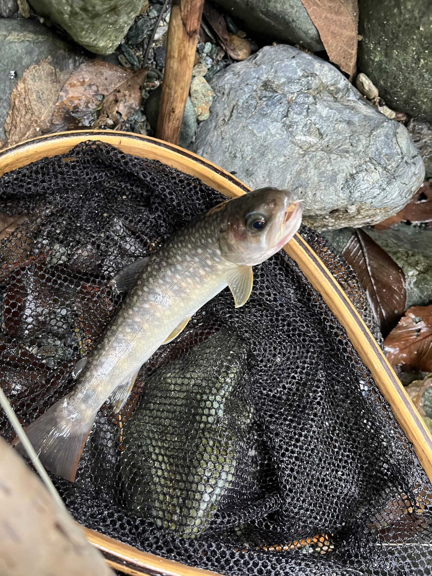 岩魚
iwana
赤久縄
2025.9.24
14:02
