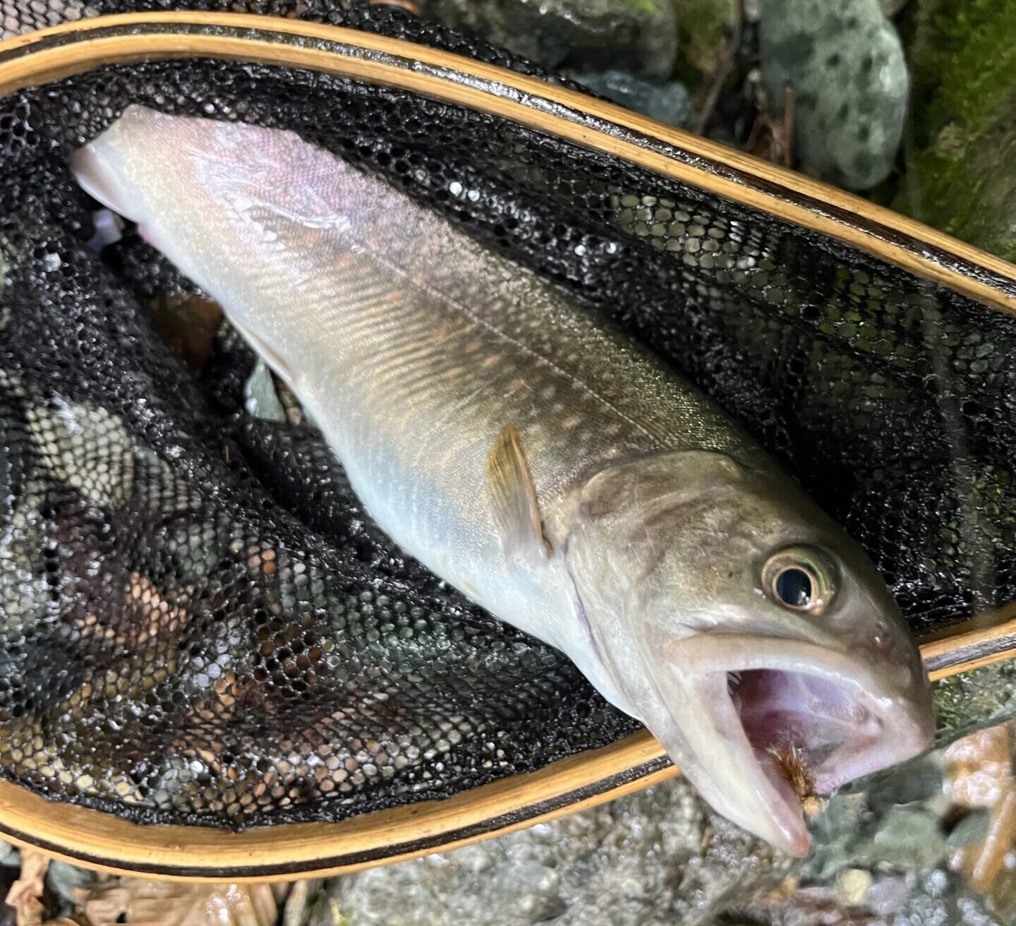 【釣果27匹山女魚12岩魚15】赤久縄2025.9.24
