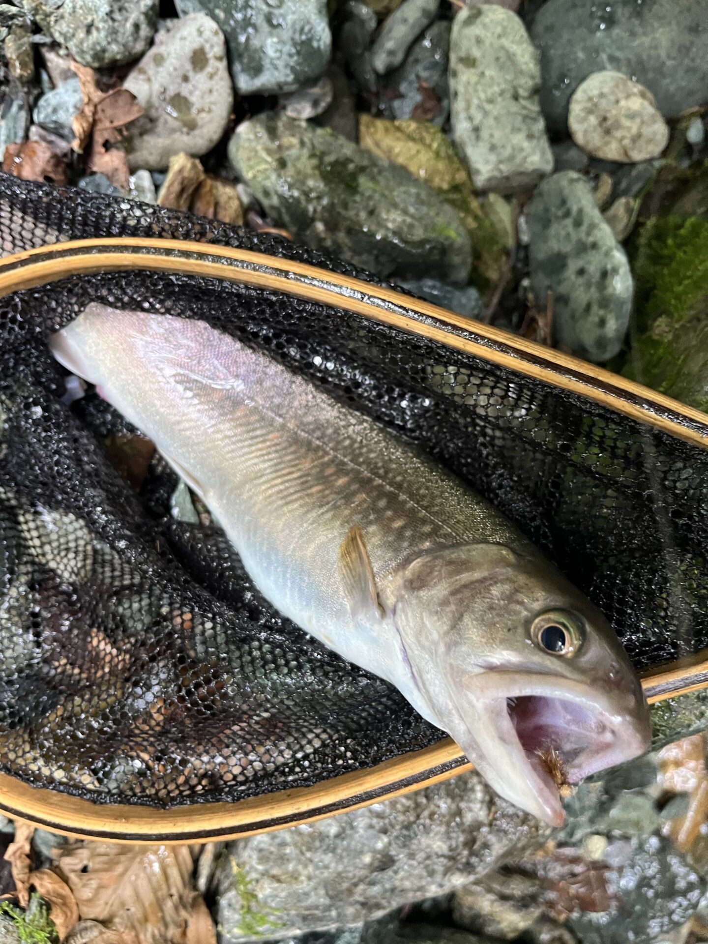 岩魚
iwana
赤久縄
2025.9.24
14:33

