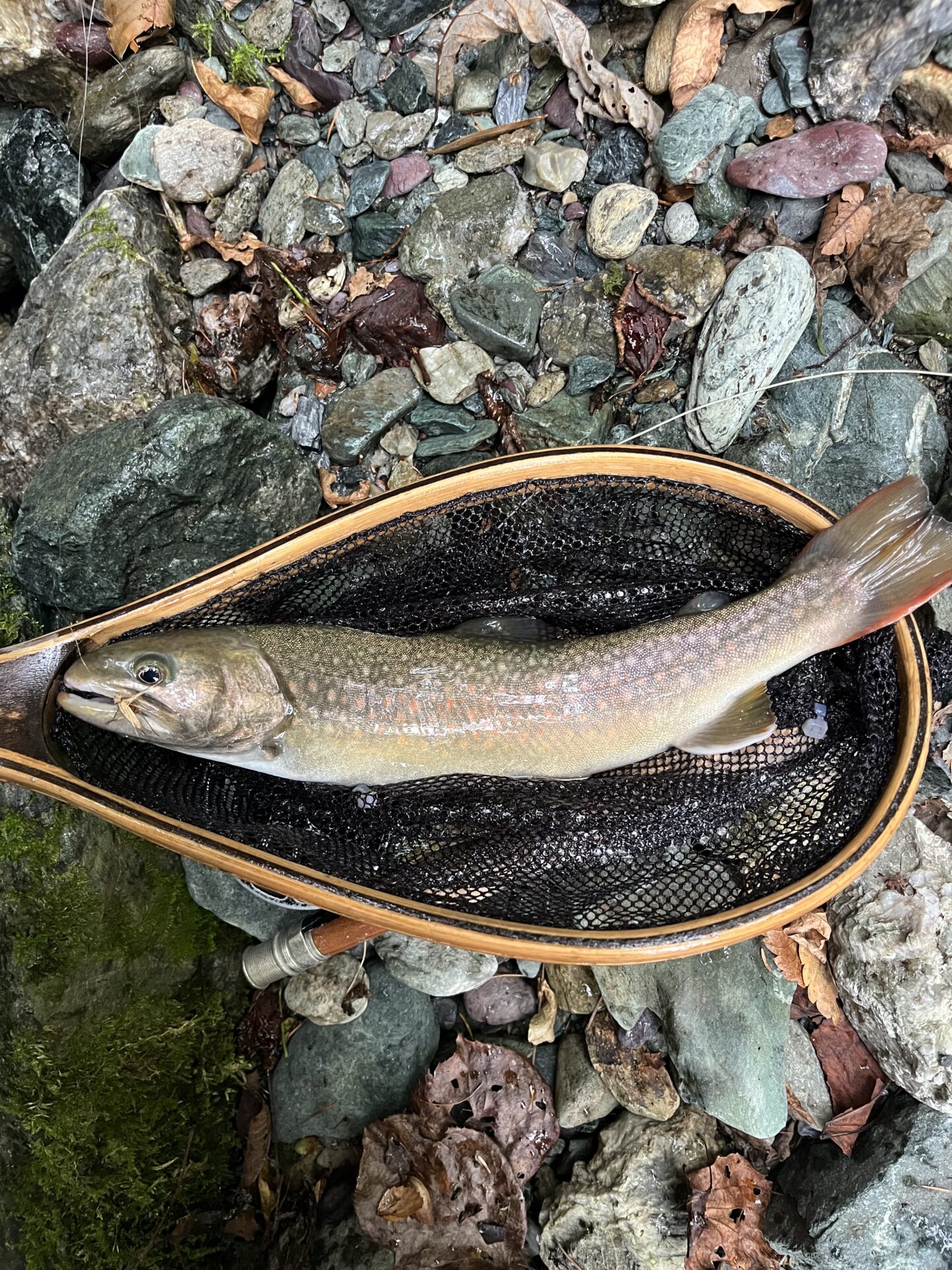 岩魚
iwana
赤久縄
2025.9.24
14:38
