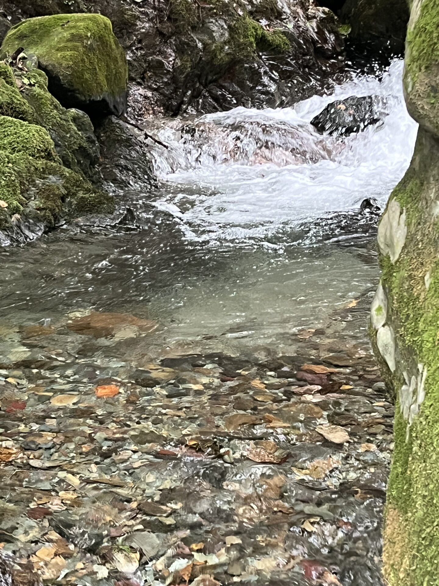 ポイント
岩魚
iwana
赤久縄
2025.9.24
14:38
