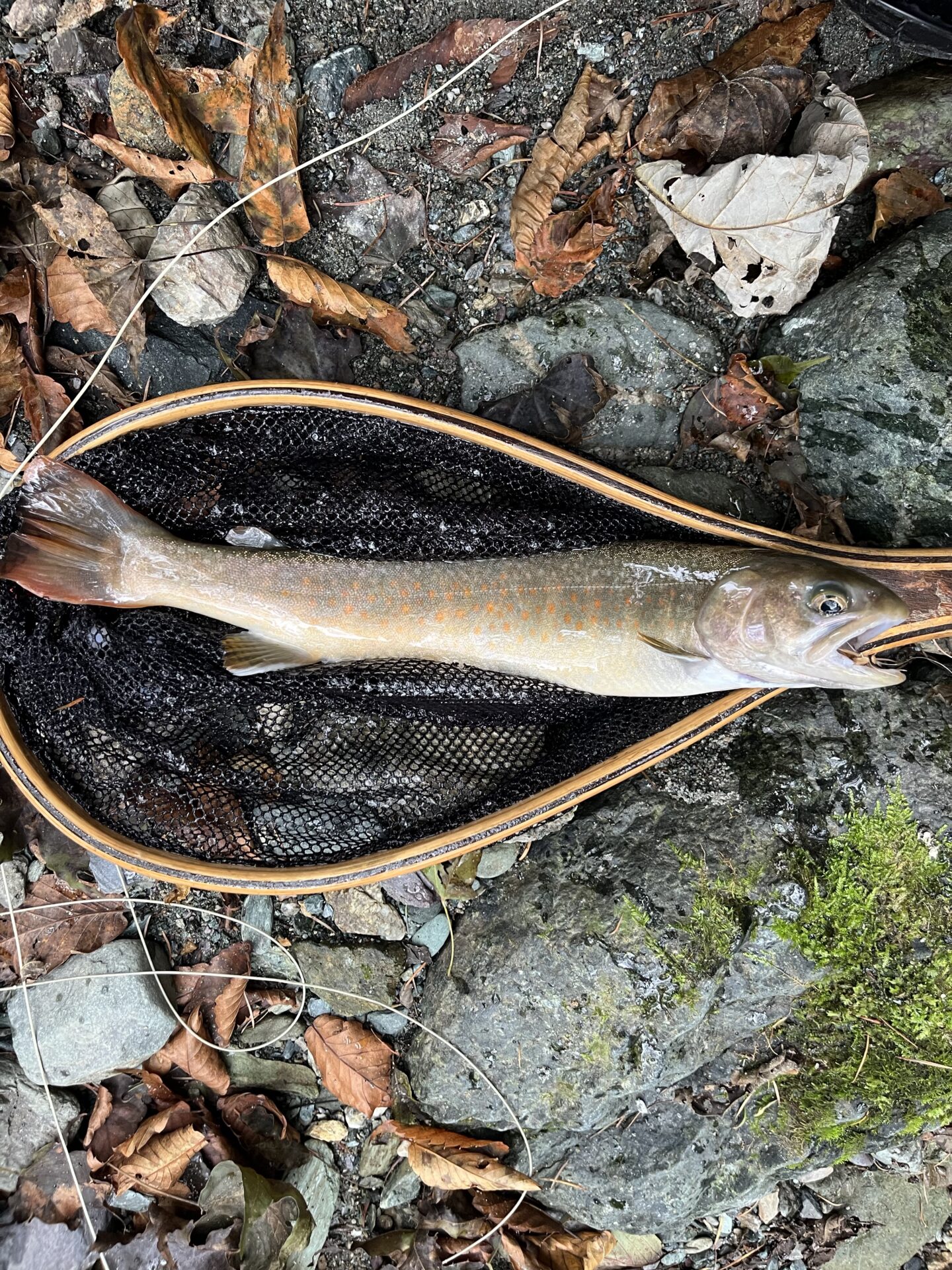 岩魚
iwana
赤久縄
2025.9.24
14:47
