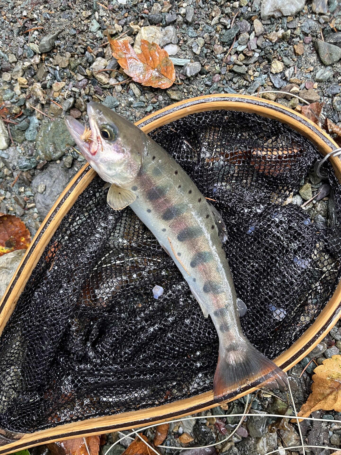山女魚
yamame
赤久縄
2025.9.24
14:52
