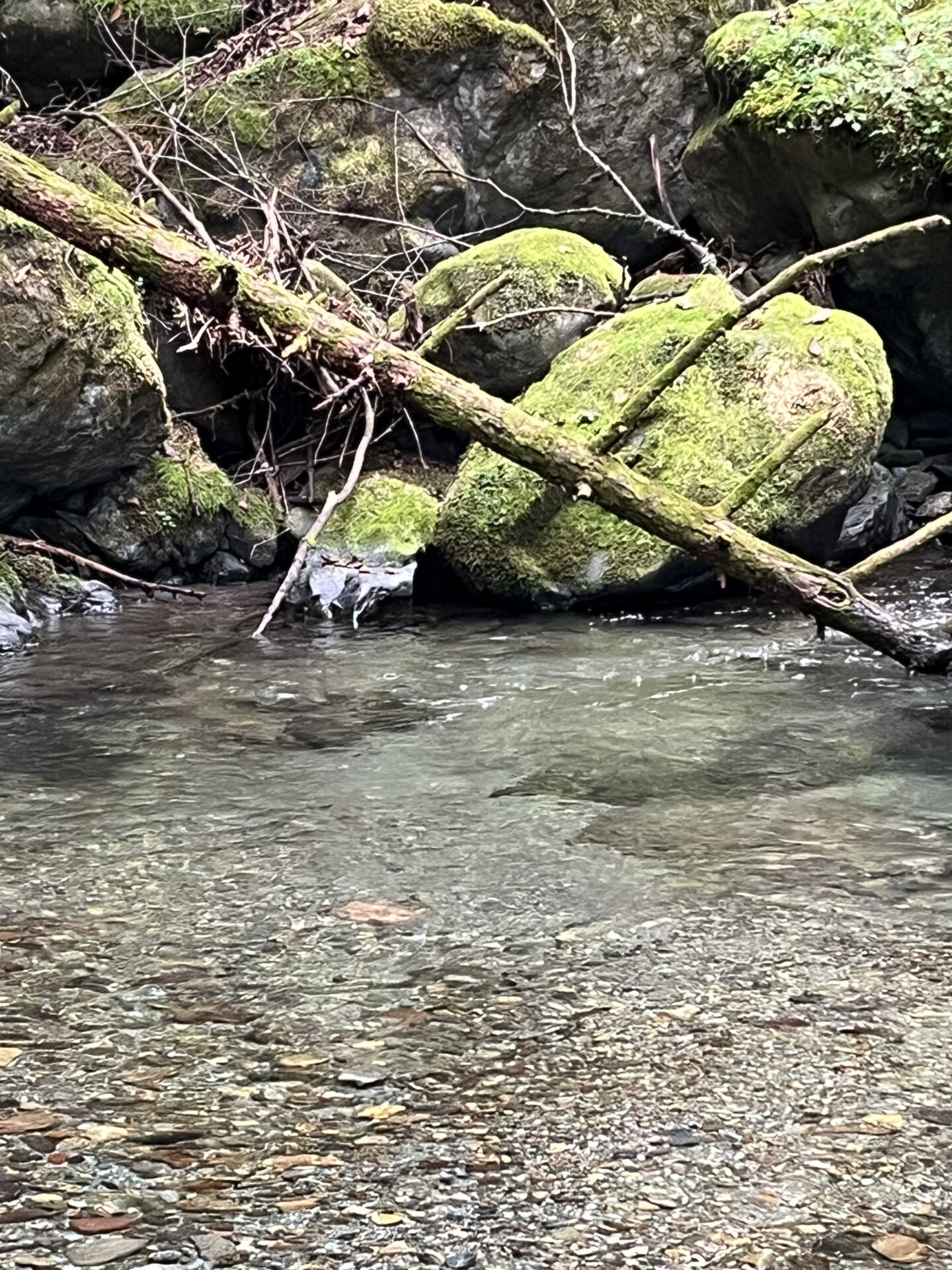 ポイント
山女魚
yamame
赤久縄
2025.9.24
14:52

