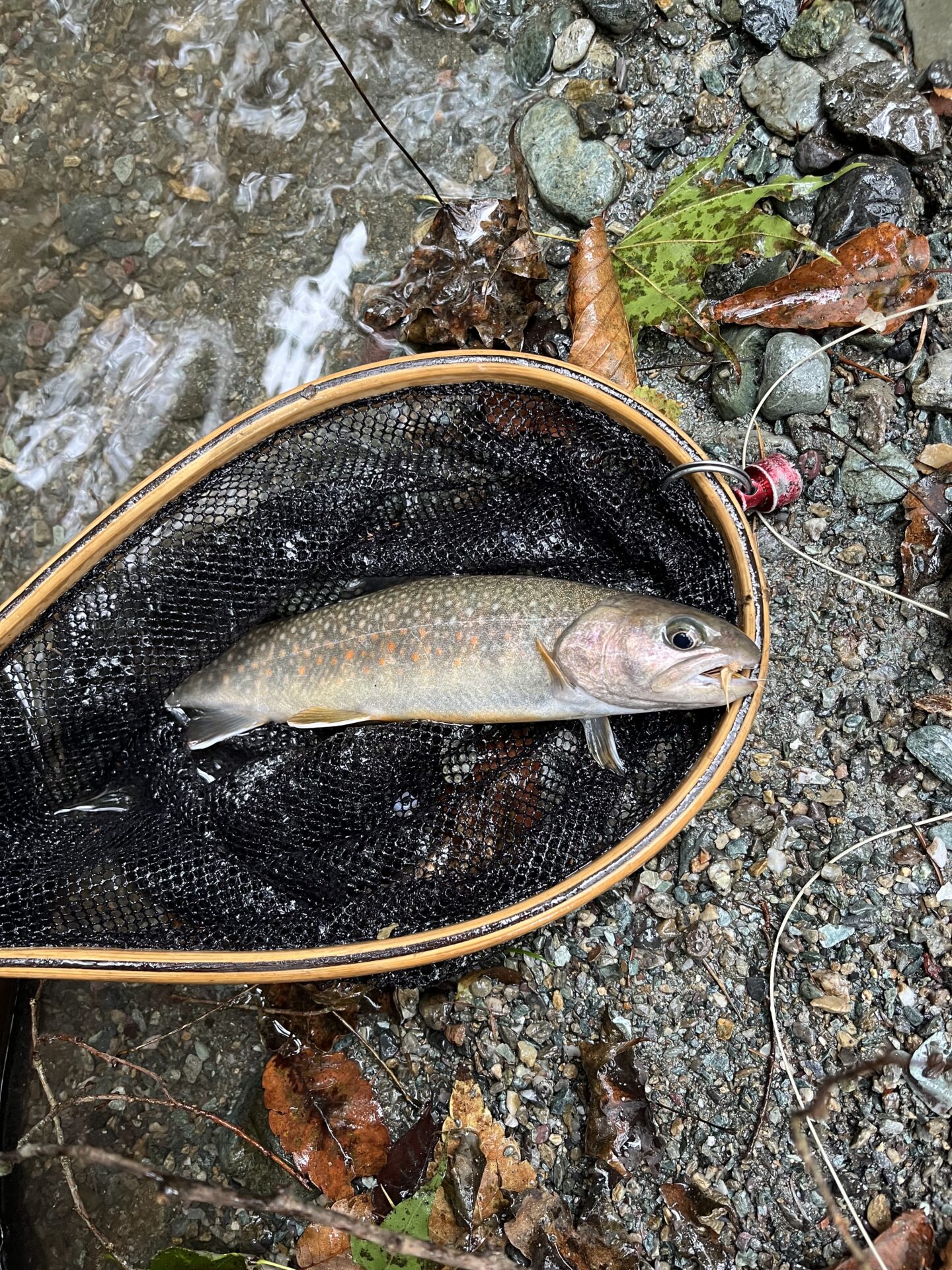 岩魚
iwana
赤久縄
2025.9.24
14:59