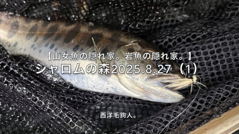 【フライフィッシング】毛鉤をちょっと水面に置いて、釣れちゃった。 