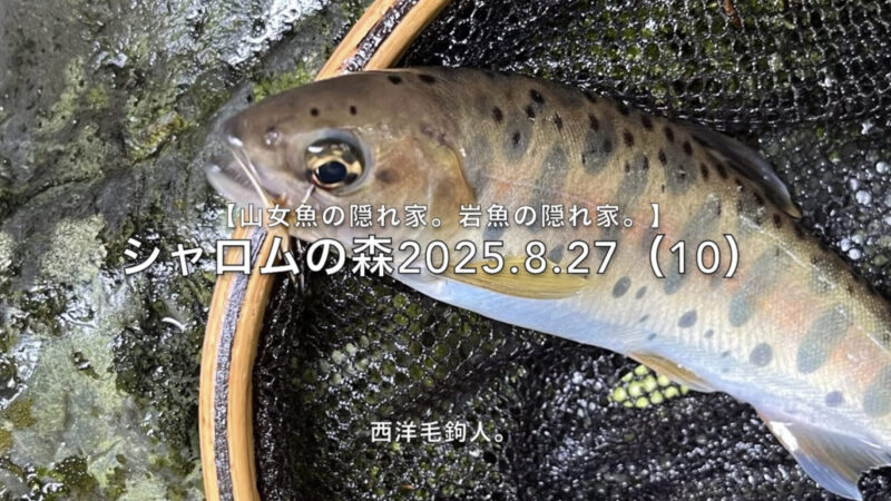 【フライフィッシング】渓魚が潜んでいるポイントを推理して、1投目で決める。 