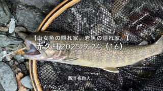 【フライフィッシング】山女魚は先行者に釣られている？ 