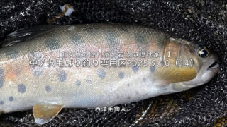 【フライフィッシング】荒れすぎた水面からドライフライで攻められるポイントを見つける。 