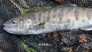 【フライフィッシング】岸際から出ると、嬉しい!