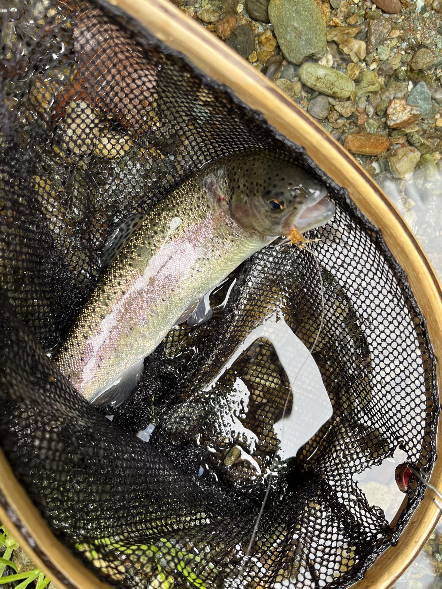 【山女魚の隠れ家。岩魚の隠れ家。】赤久縄2025.10.15（1）
ニジマス
9:47